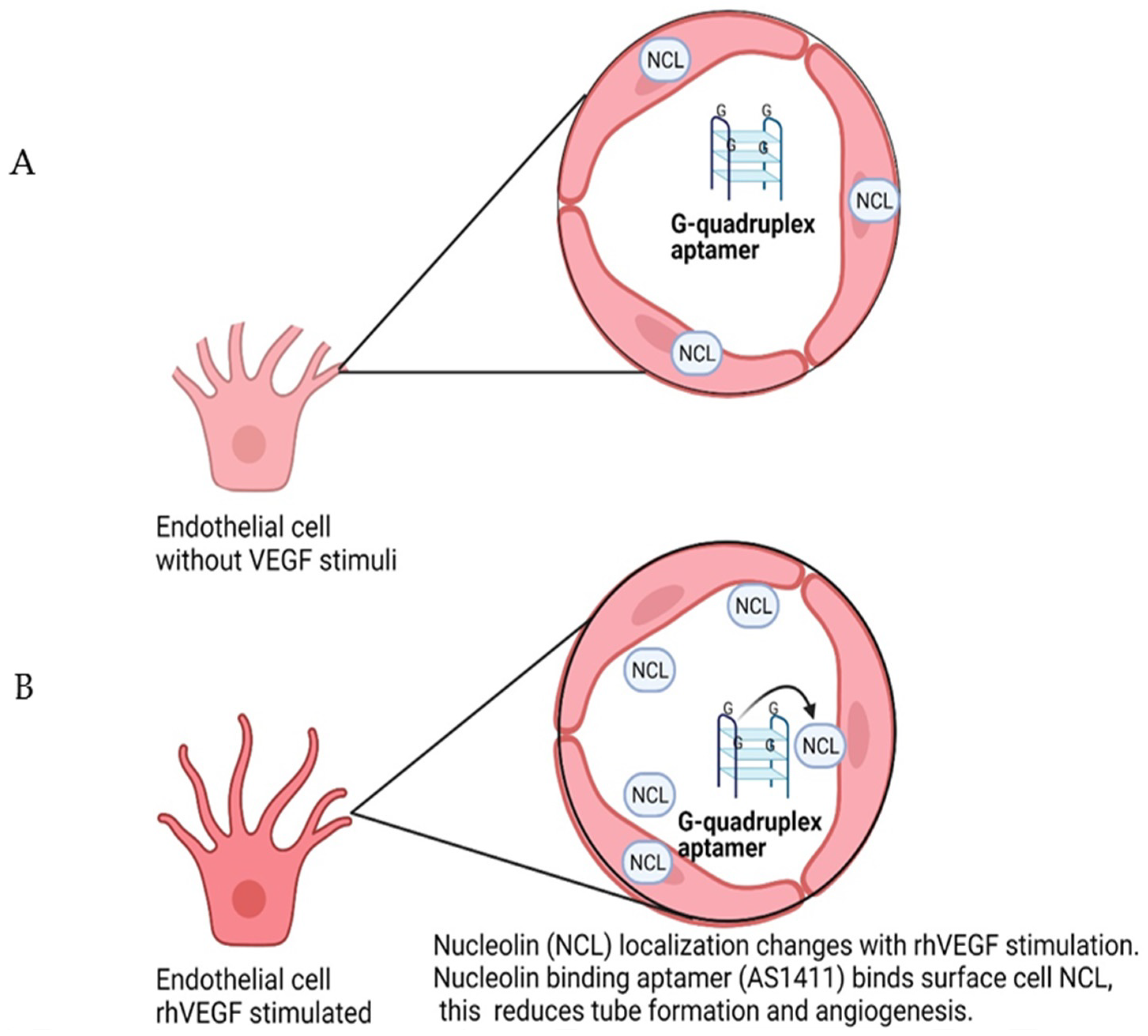 Cells 10 01455 g002 Cells 10 01455 g002