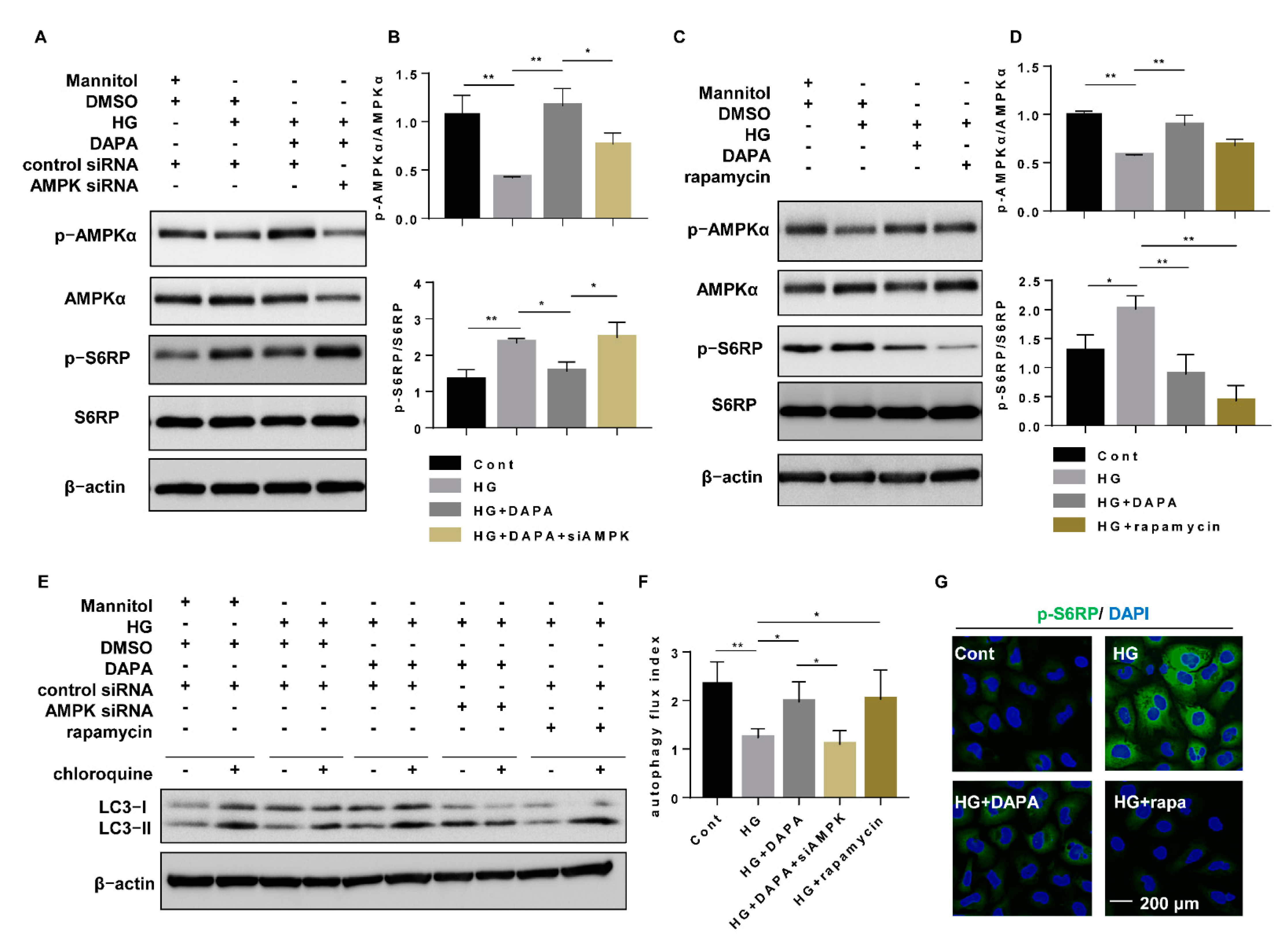 Cells 10 01457 g003 Cells 10 01457 g003