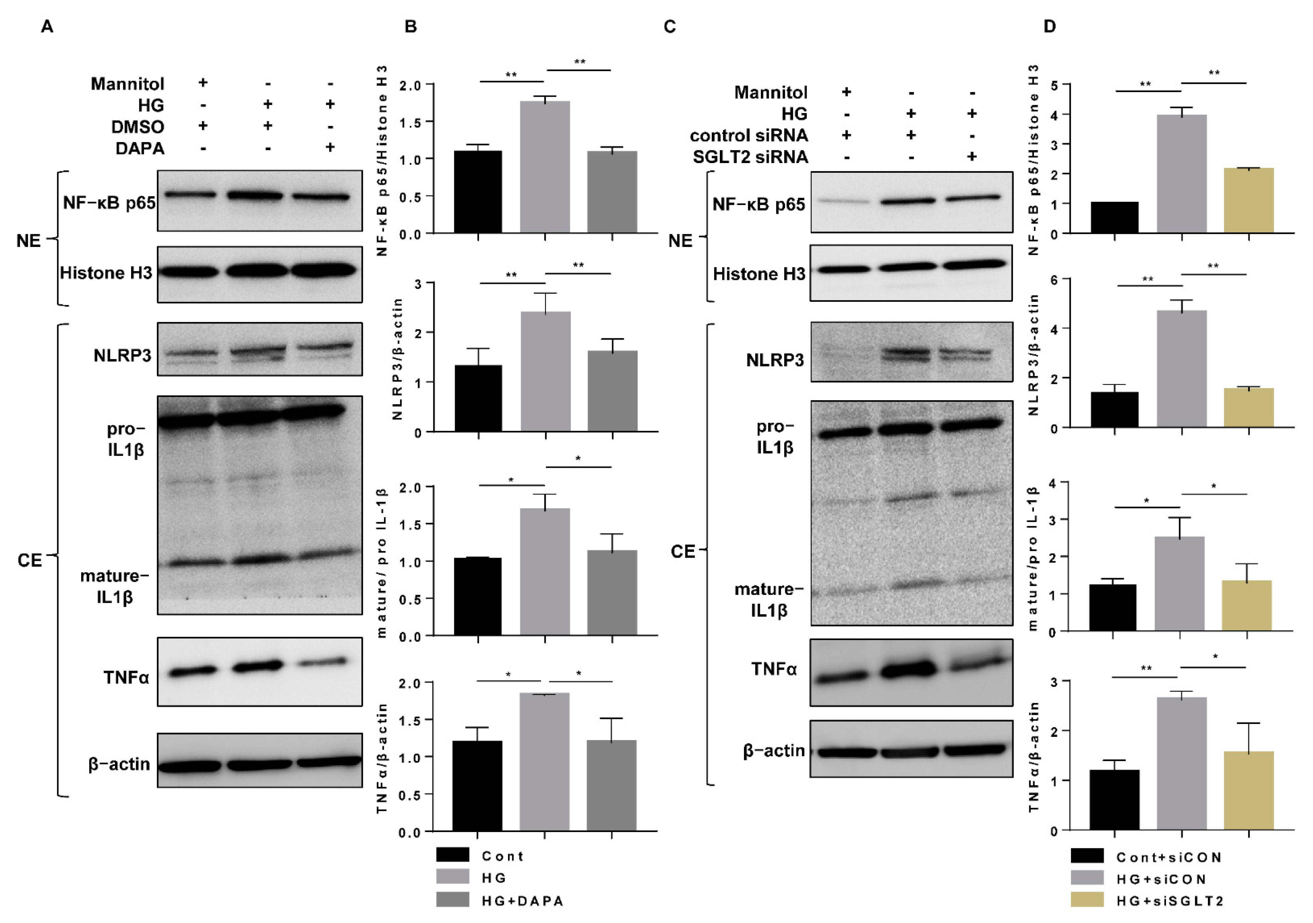 Cells 10 01457 g005 Cells 10 01457 g005