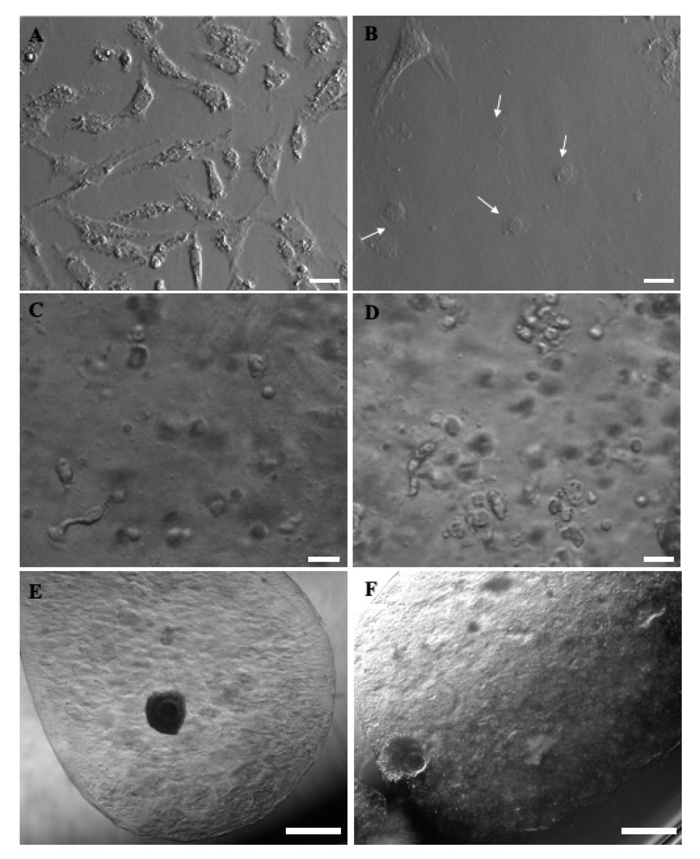 Cells 10 01458 g008 Cells 10 01458 g008