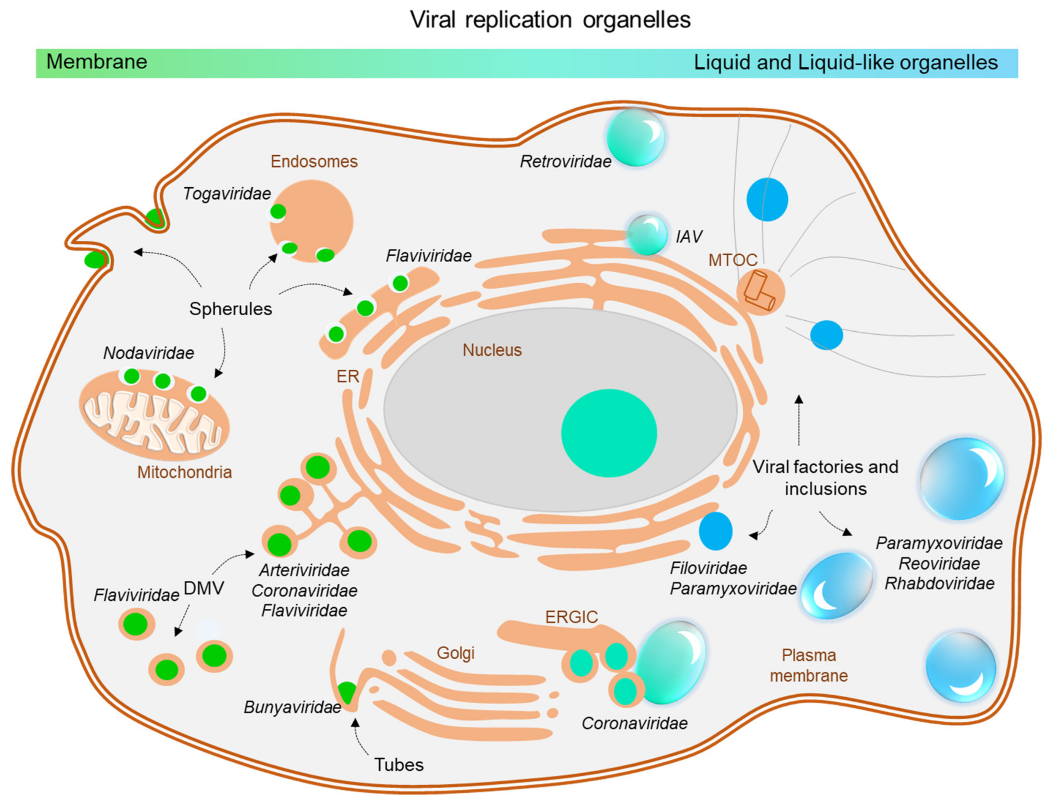 Viral Inclusion Bodies - an overview