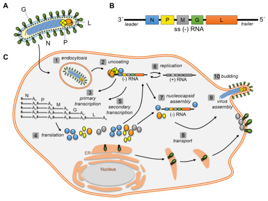 Cells Special Issue Virus Host Cell Interactions
