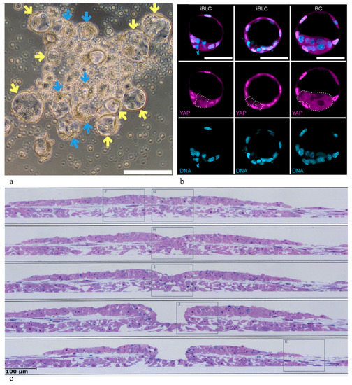 Cells 10 01461 g001 550