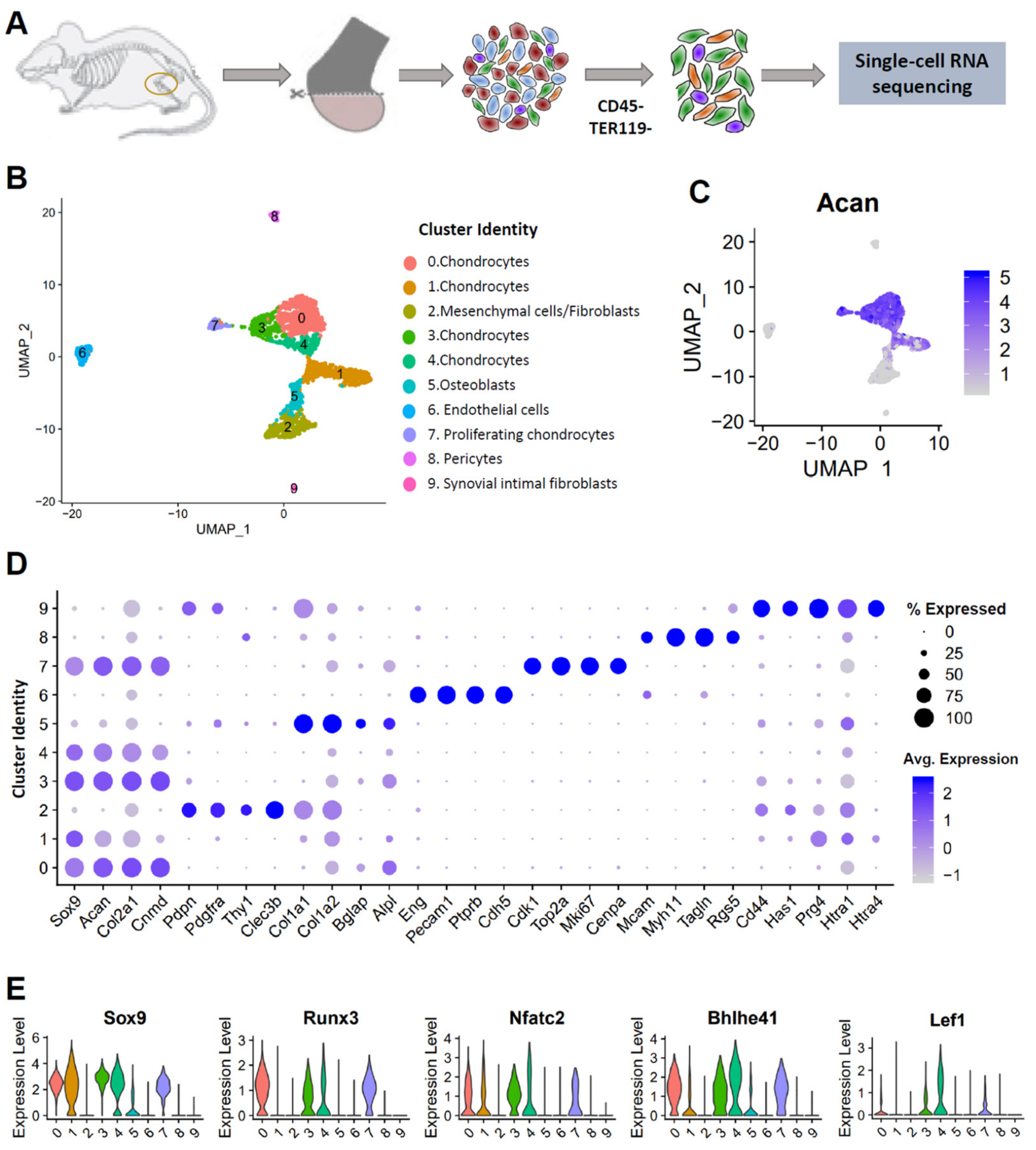 Cells 10 01462 g001 Cells 10 01462 g001