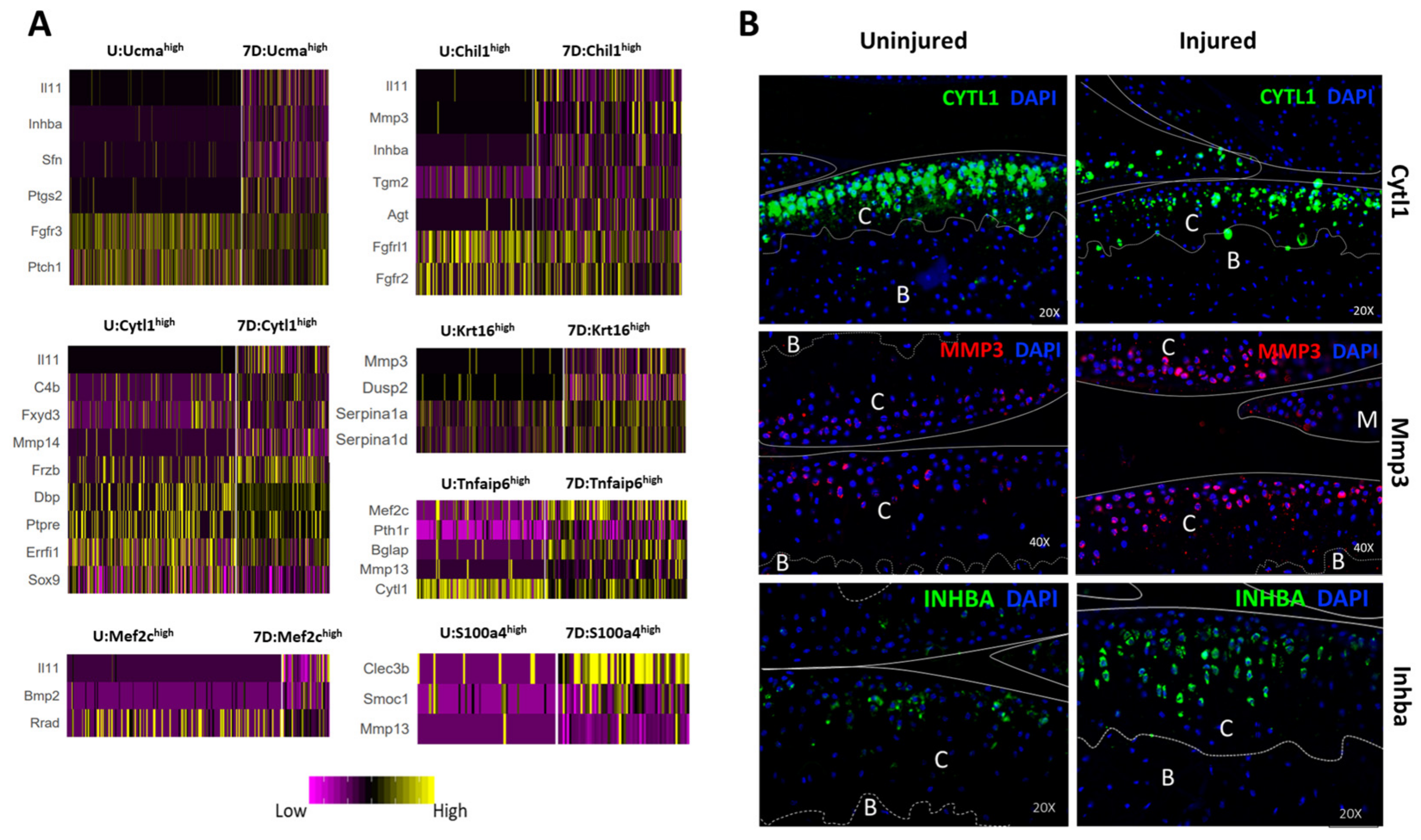 Cells 10 01462 g007 Cells 10 01462 g007