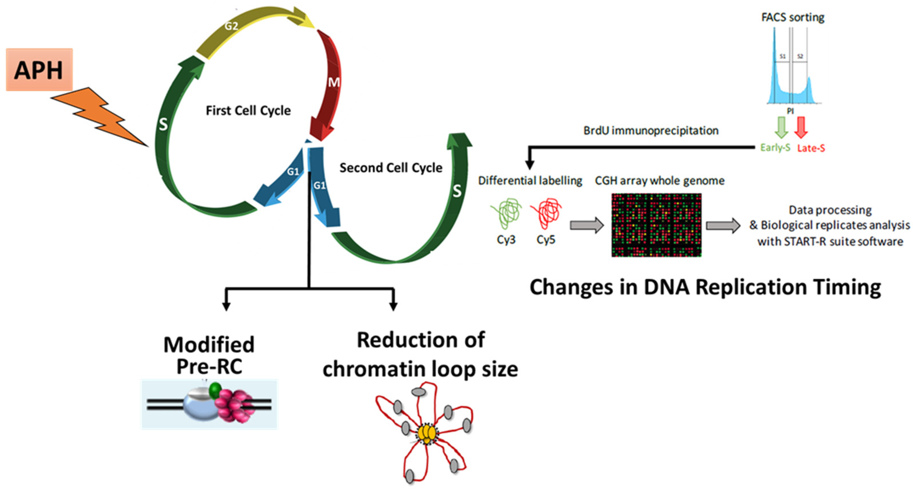 Cells 10 01464 g001 Cells 10 01464 g001