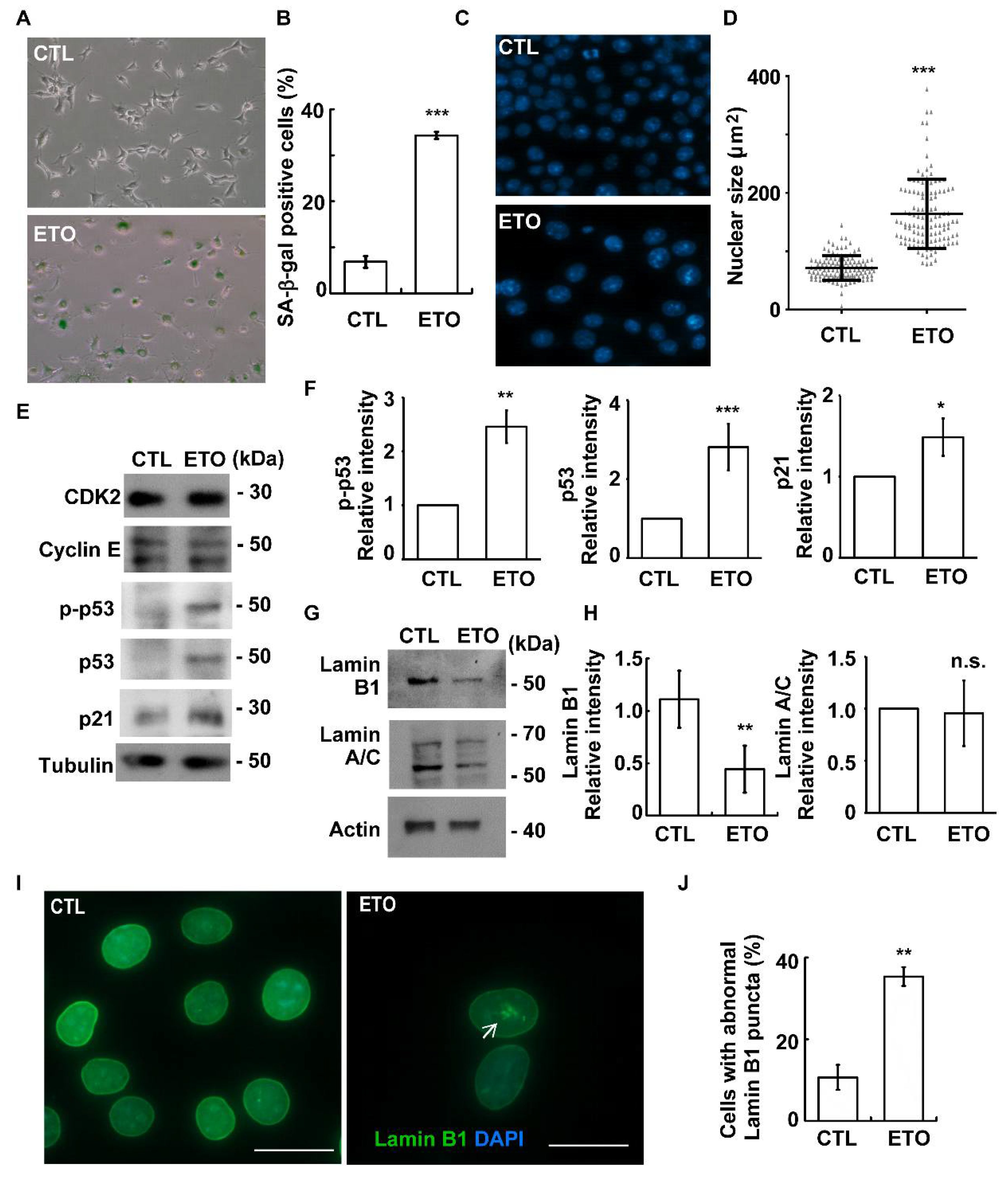 Cells 10 01466 g002 Cells 10 01466 g002