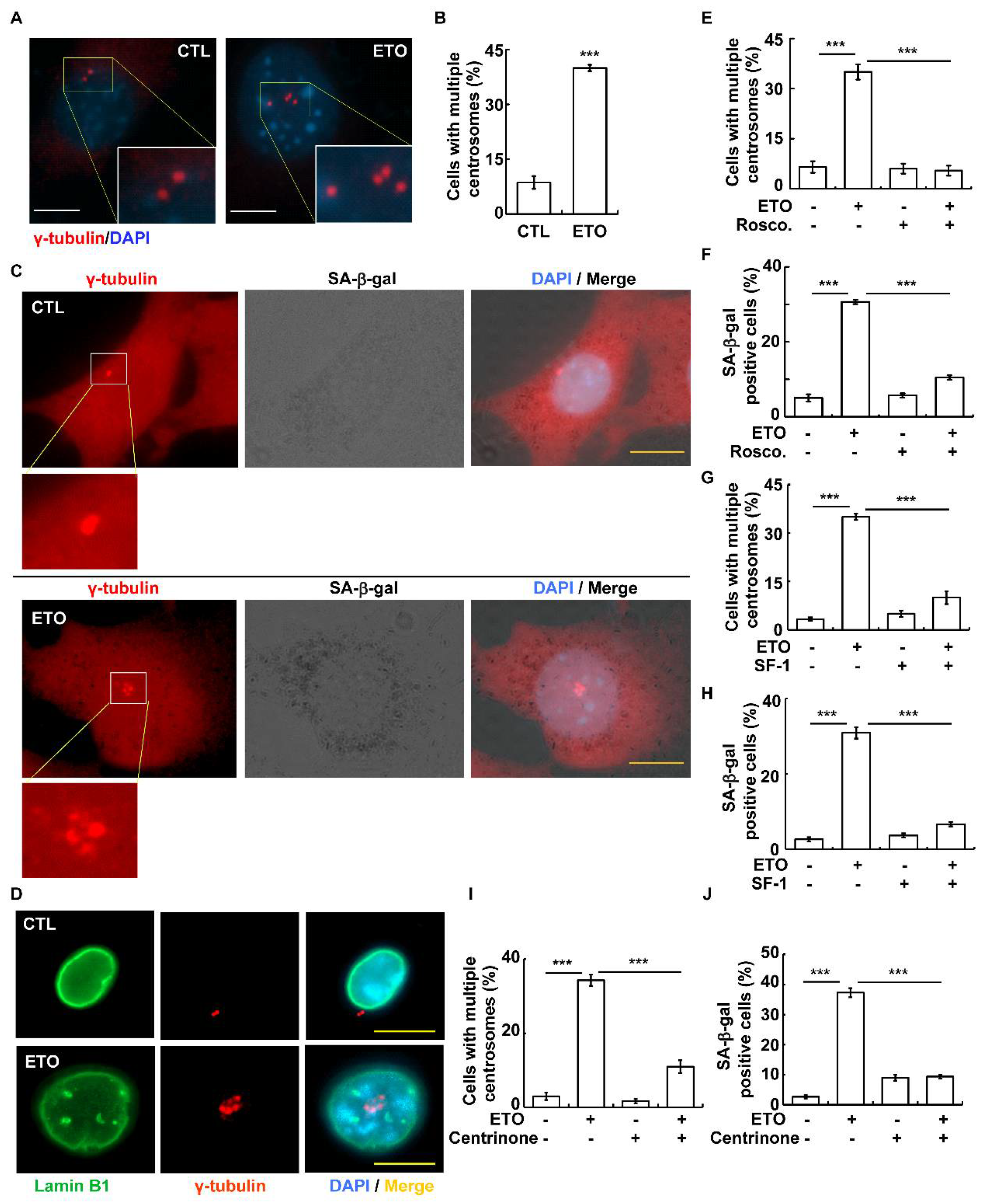 Cells 10 01466 g003 Cells 10 01466 g003