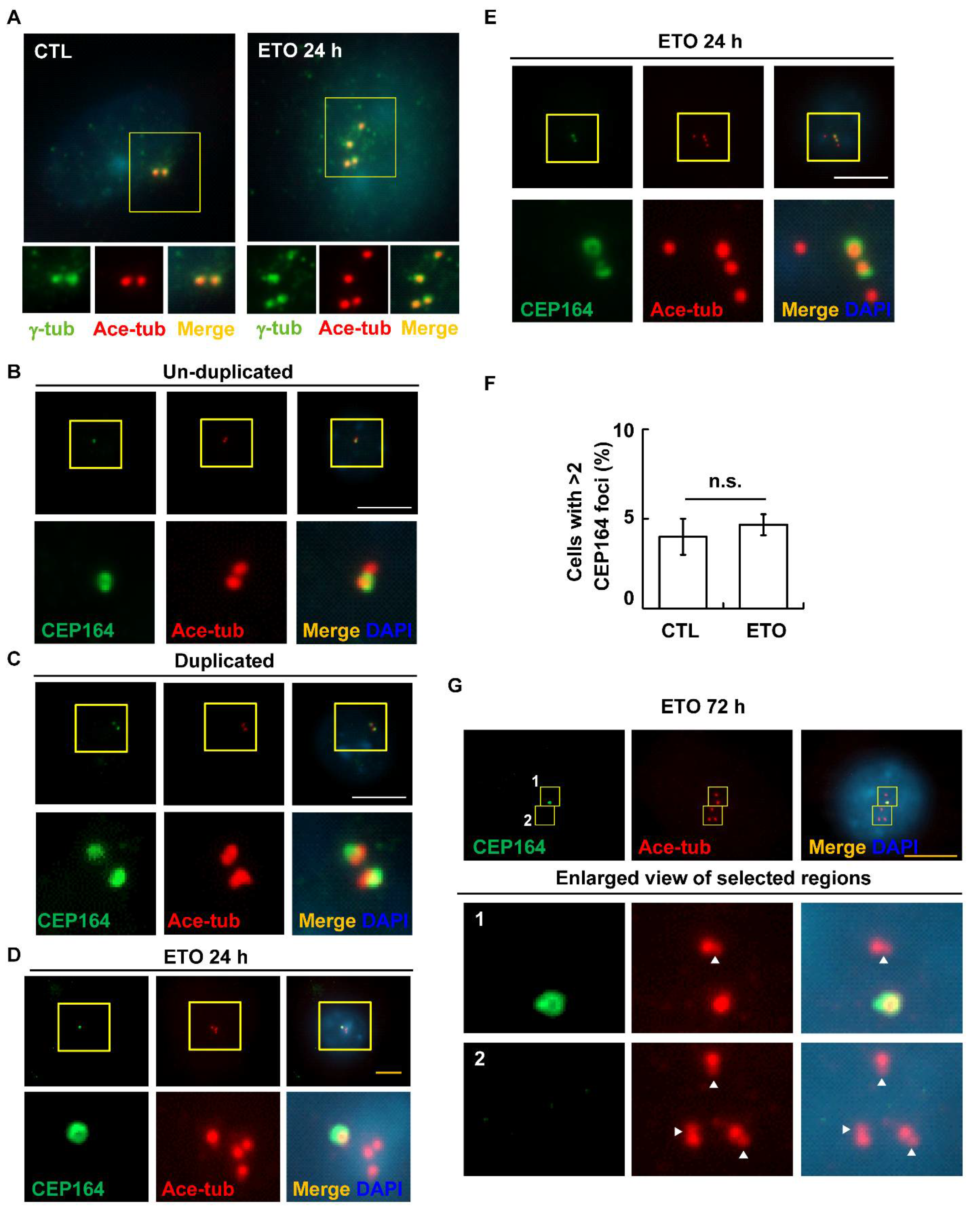 Cells 10 01466 g004 Cells 10 01466 g004
