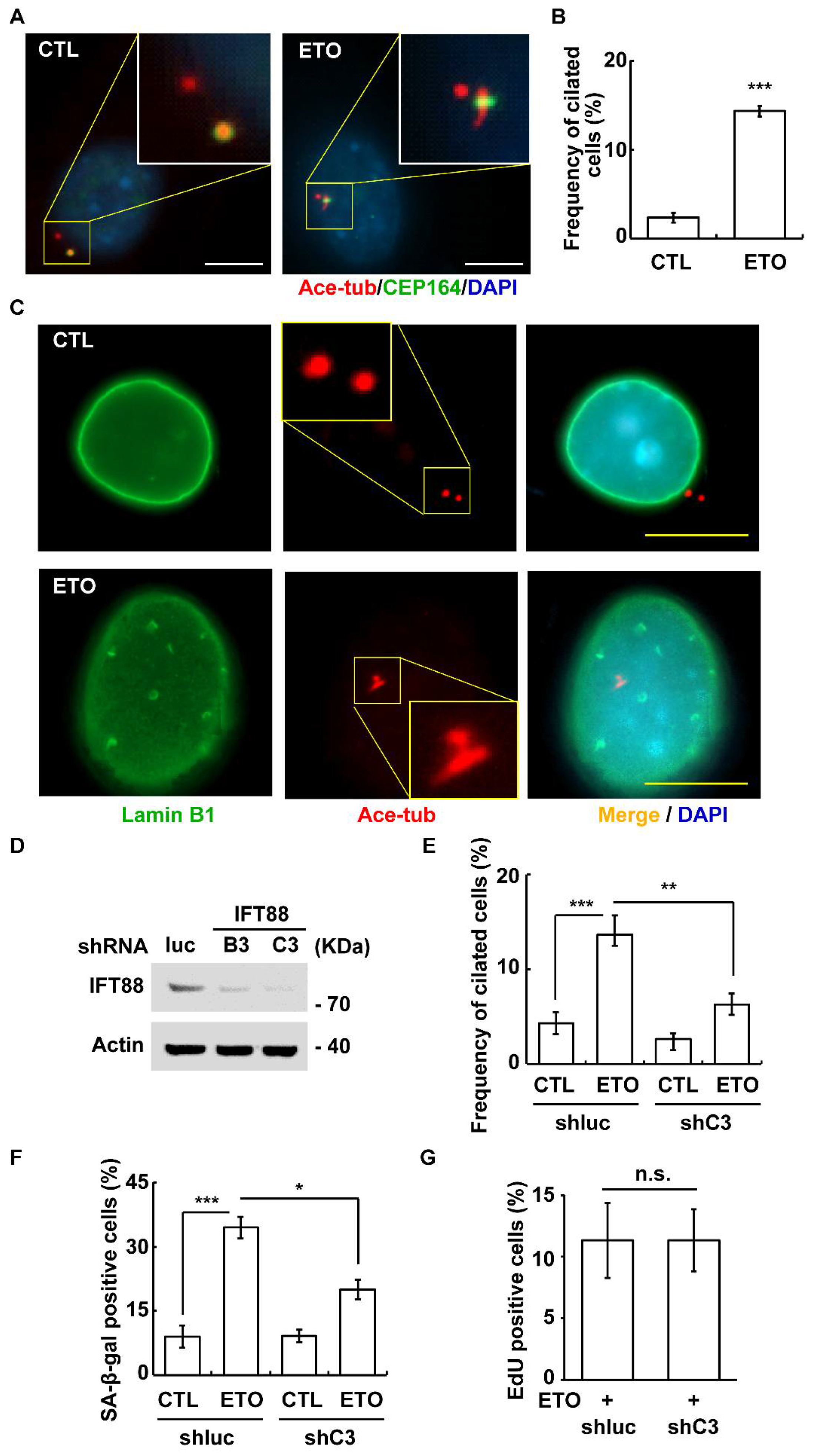 Cells 10 01466 g005 Cells 10 01466 g005