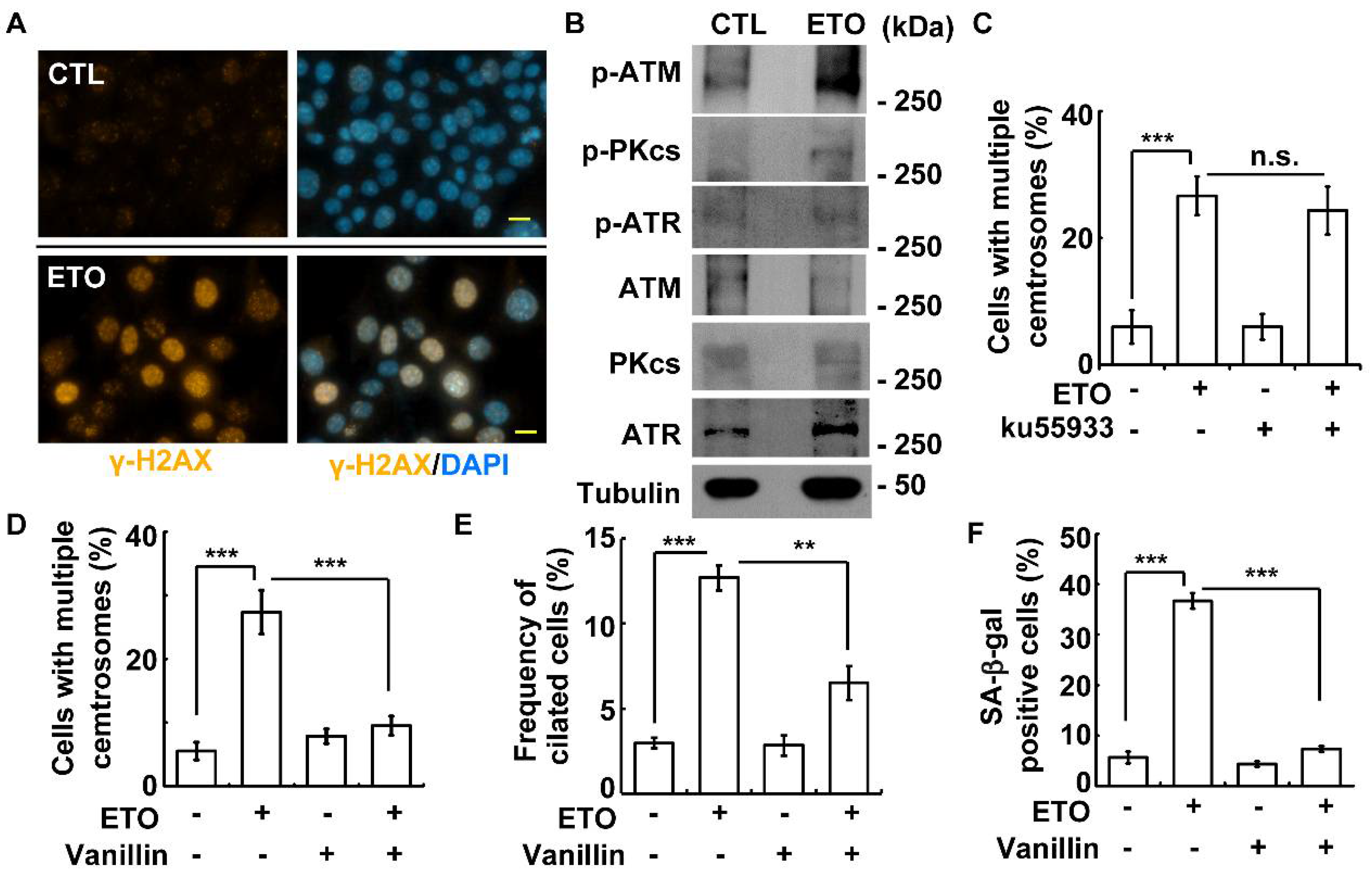 Cells 10 01466 g006 Cells 10 01466 g006