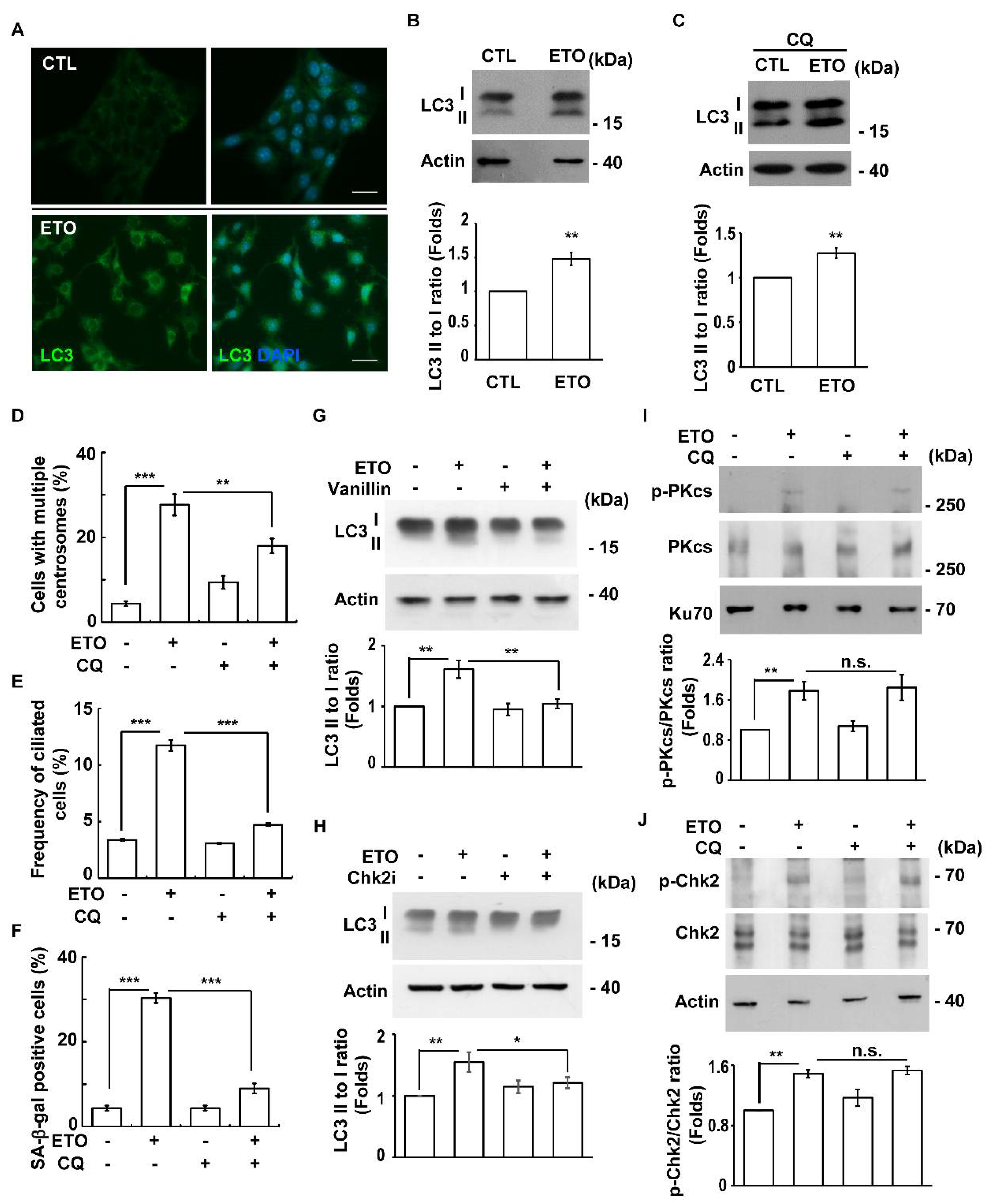 Cells 10 01466 g008 Cells 10 01466 g008