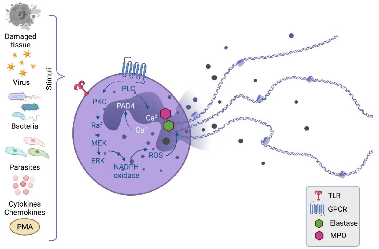 Cells 10 01469 g001 Cells 10 01469 g001