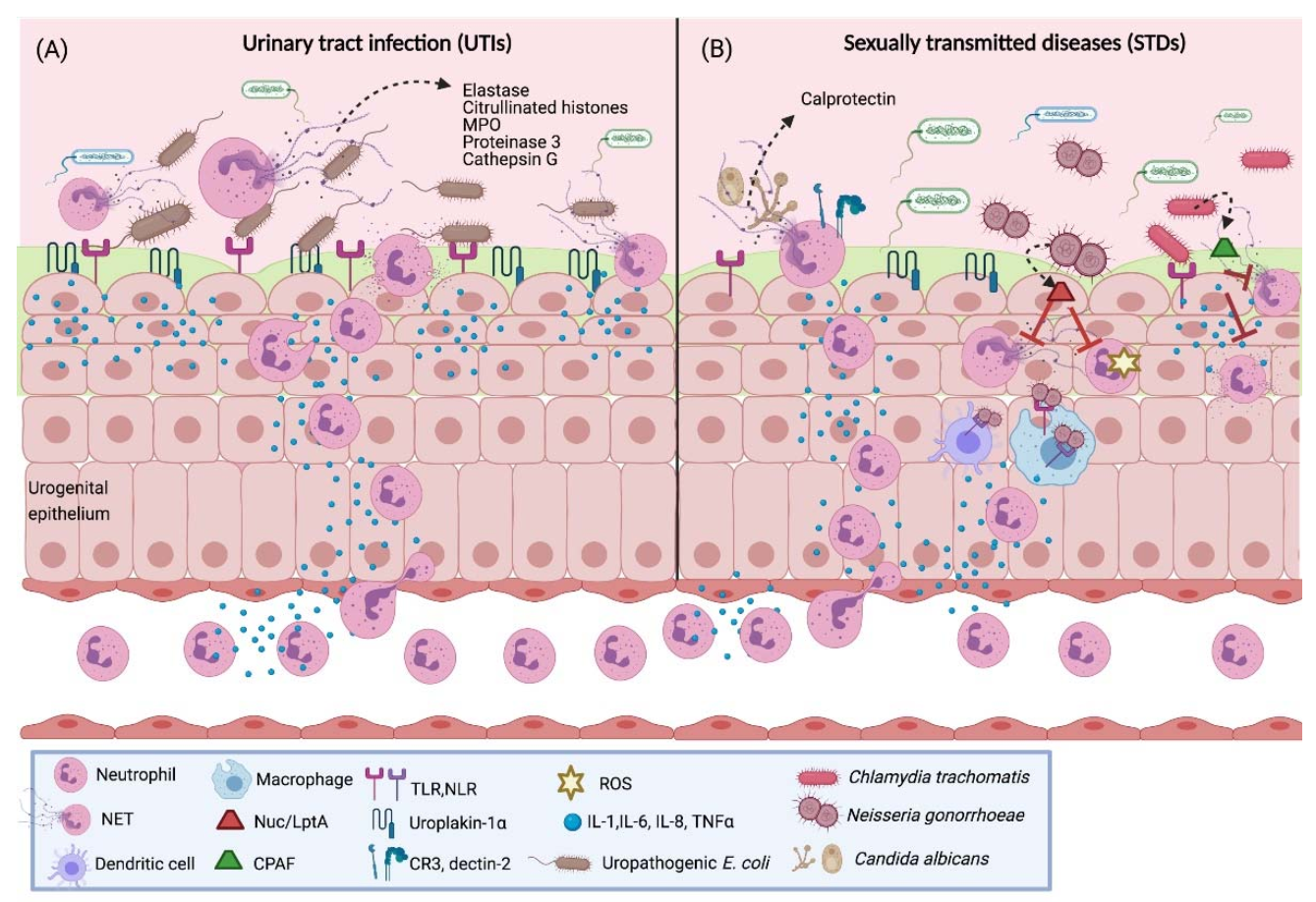 Cells 10 01469 g004 Cells 10 01469 g004