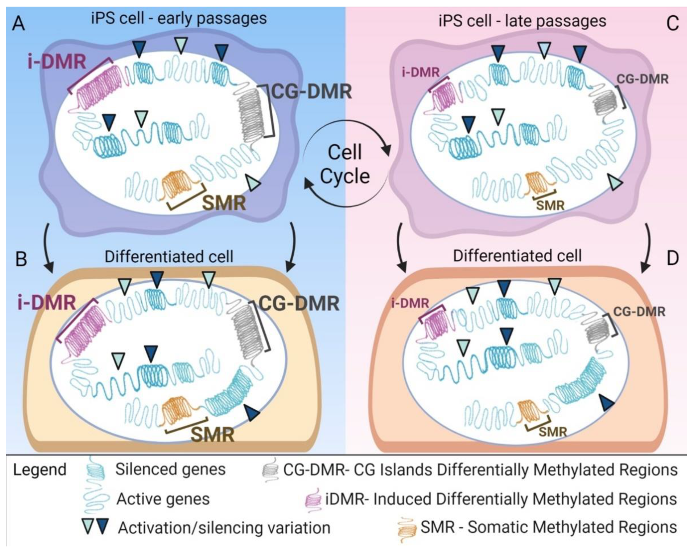 Cells 10 01470 g003 Cells 10 01470 g003