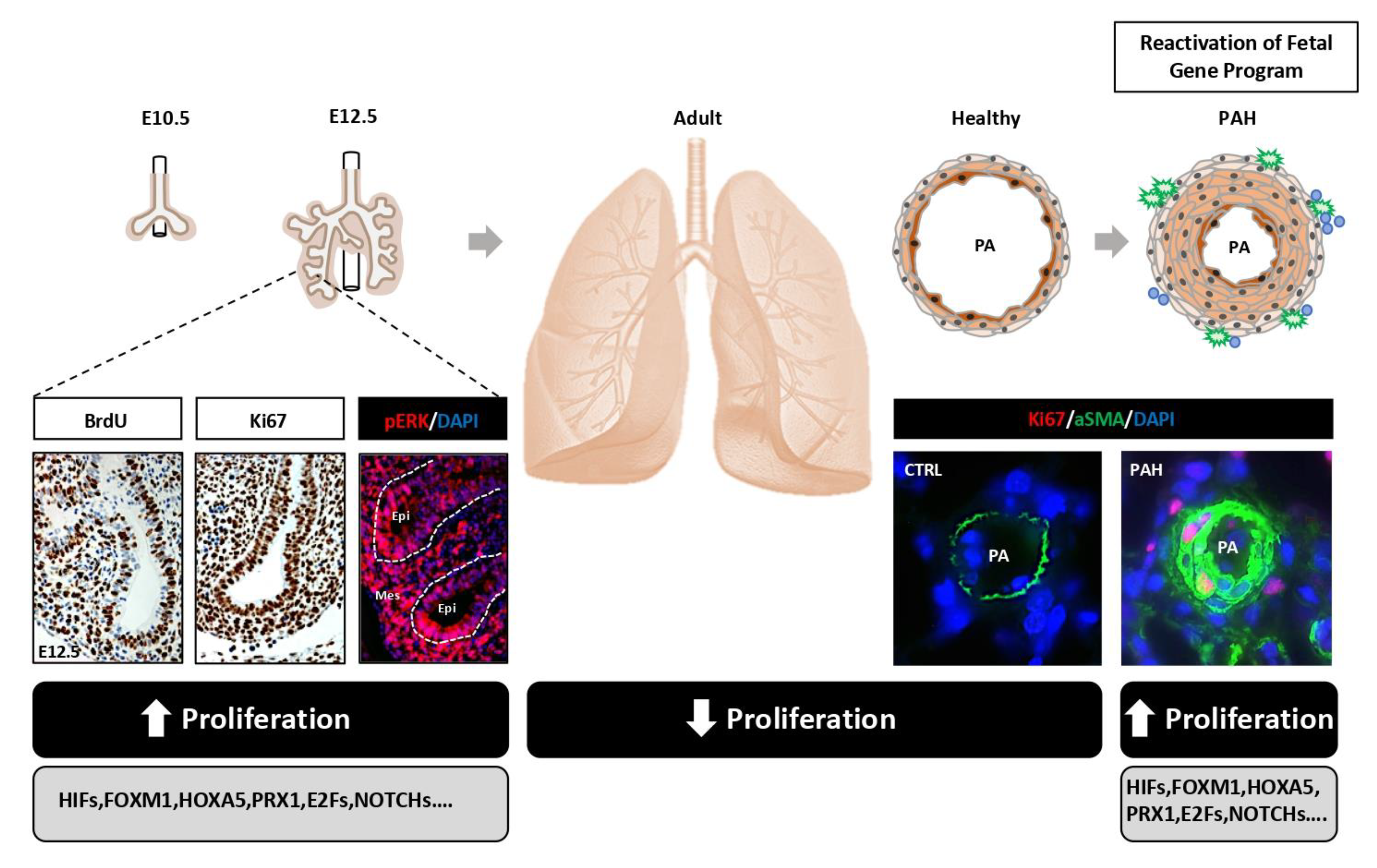 Cells 10 01473 g002 Cells 10 01473 g002