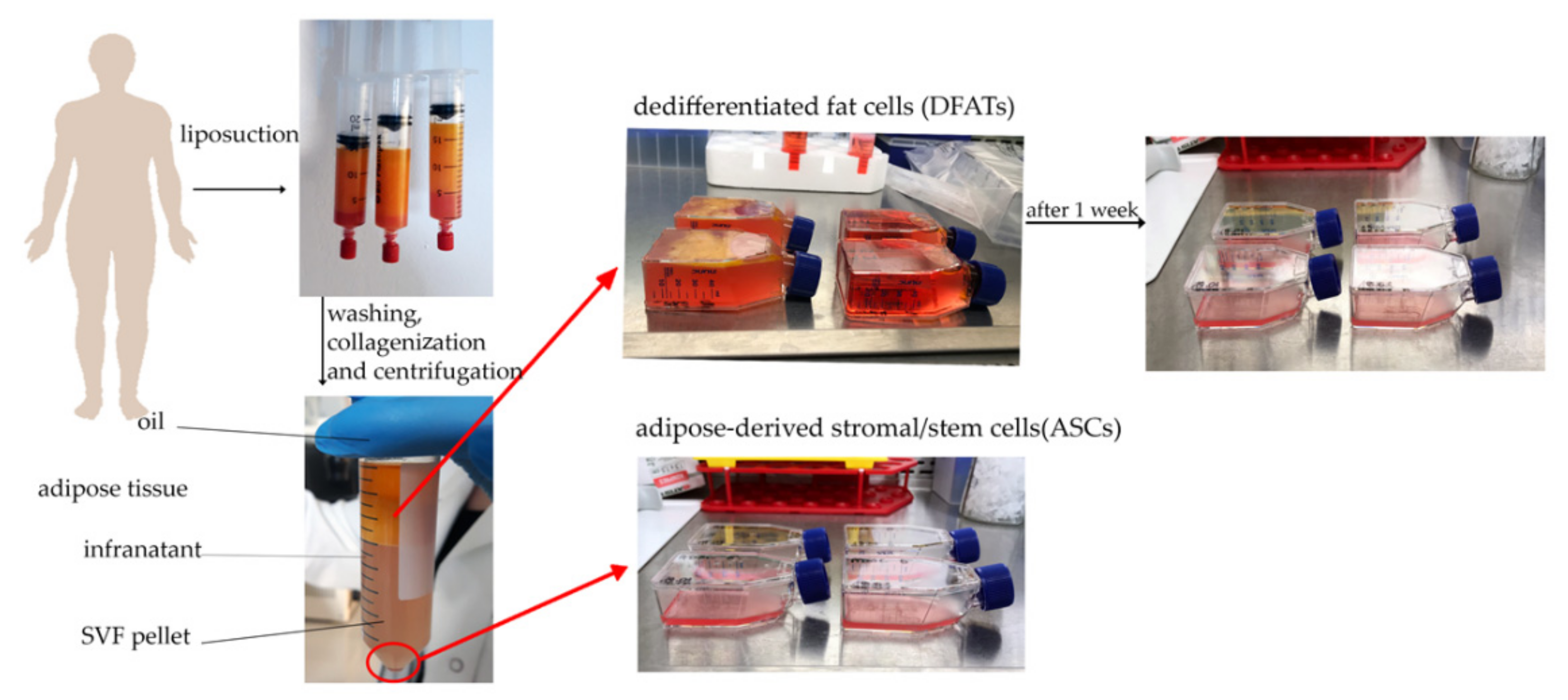 Cells 10 01475 g003 Cells 10 01475 g003