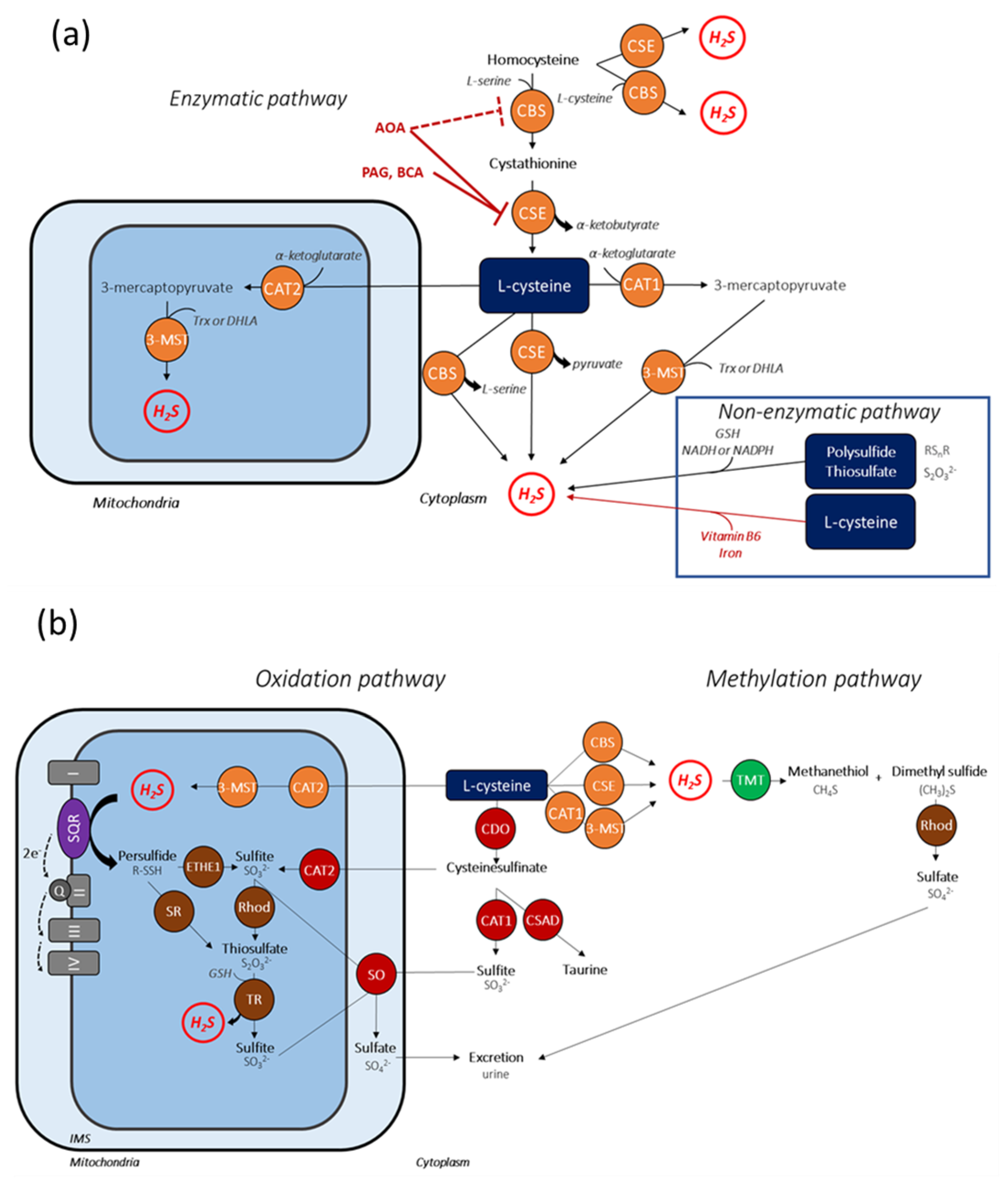 Cells 10 01477 g002 Cells 10 01477 g002