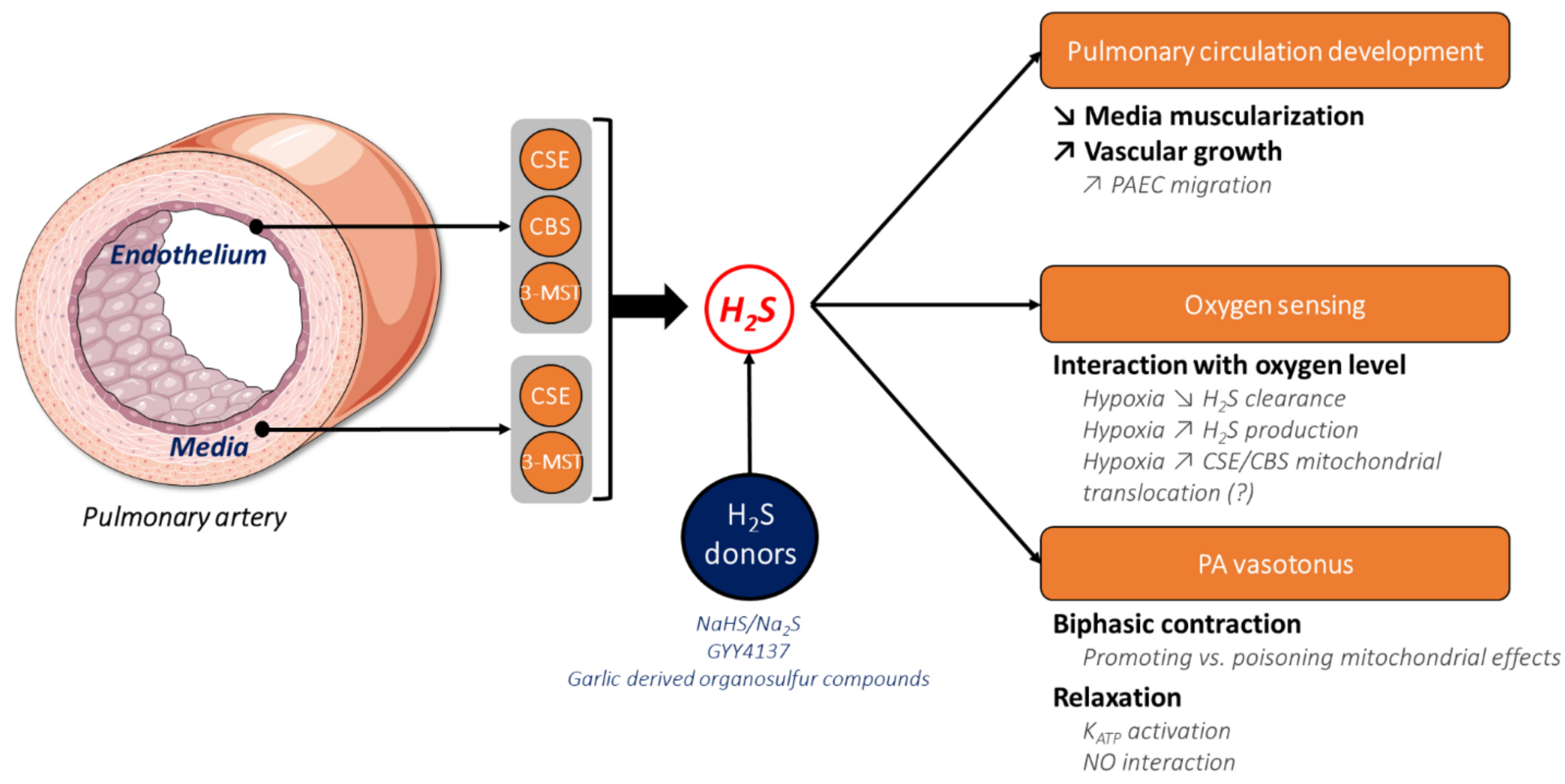 Cells 10 01477 g003 Cells 10 01477 g003