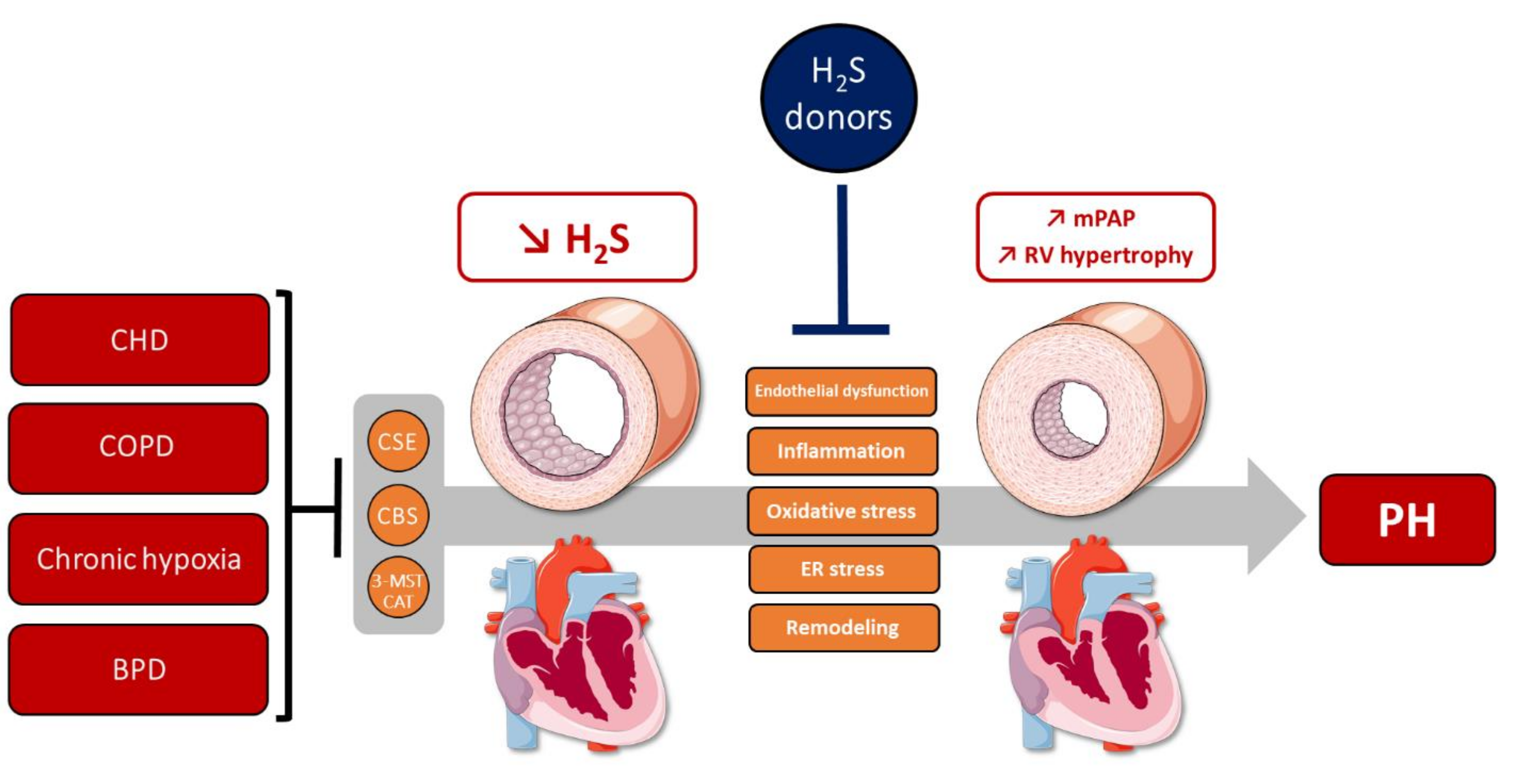 Cells 10 01477 g004 Cells 10 01477 g004