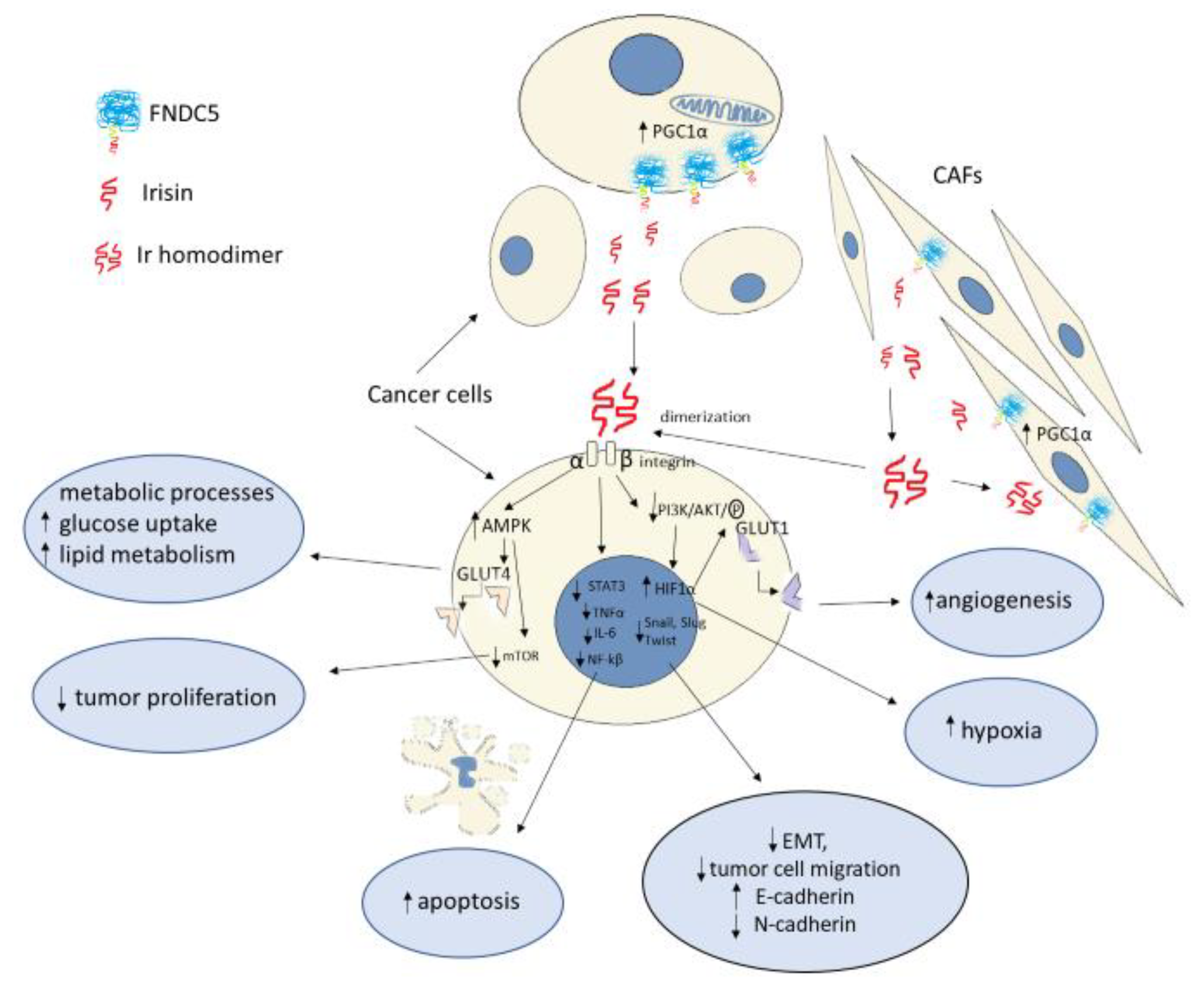 Cells 10 01479 g002 Cells 10 01479 g002