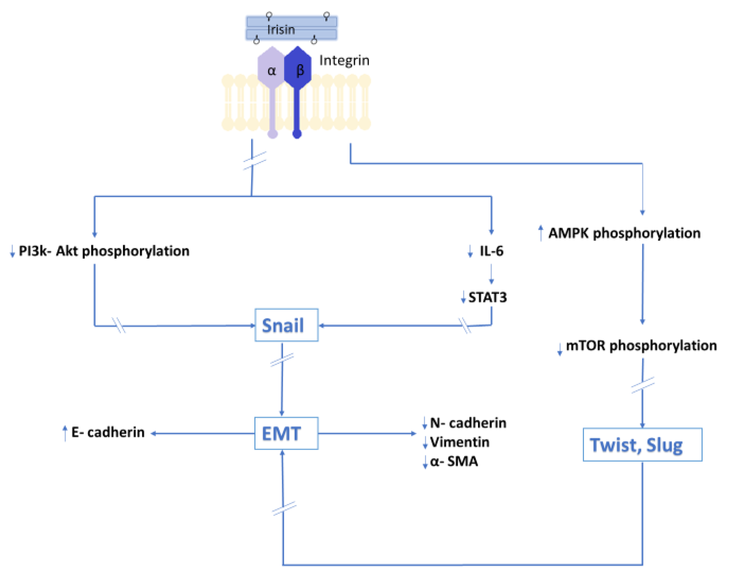 Cells 10 01479 g003 Cells 10 01479 g003
