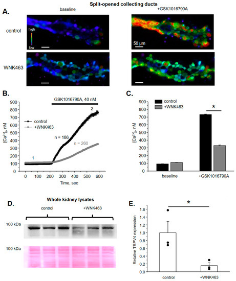 With-No-Lysine Kinase 1 (WNK1) Augments TRPV4 Function in the