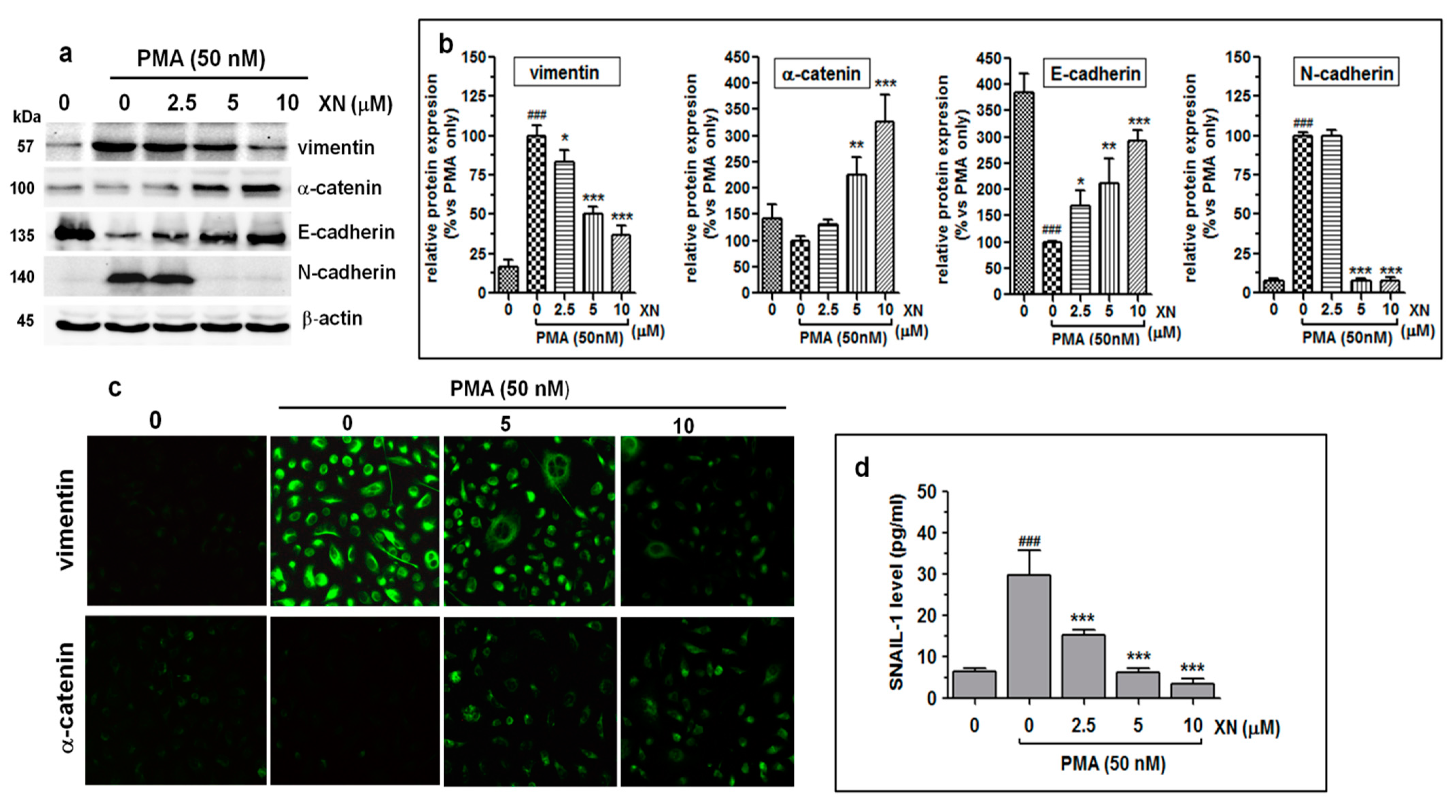 Cells 10 01484 g005 Cells 10 01484 g005