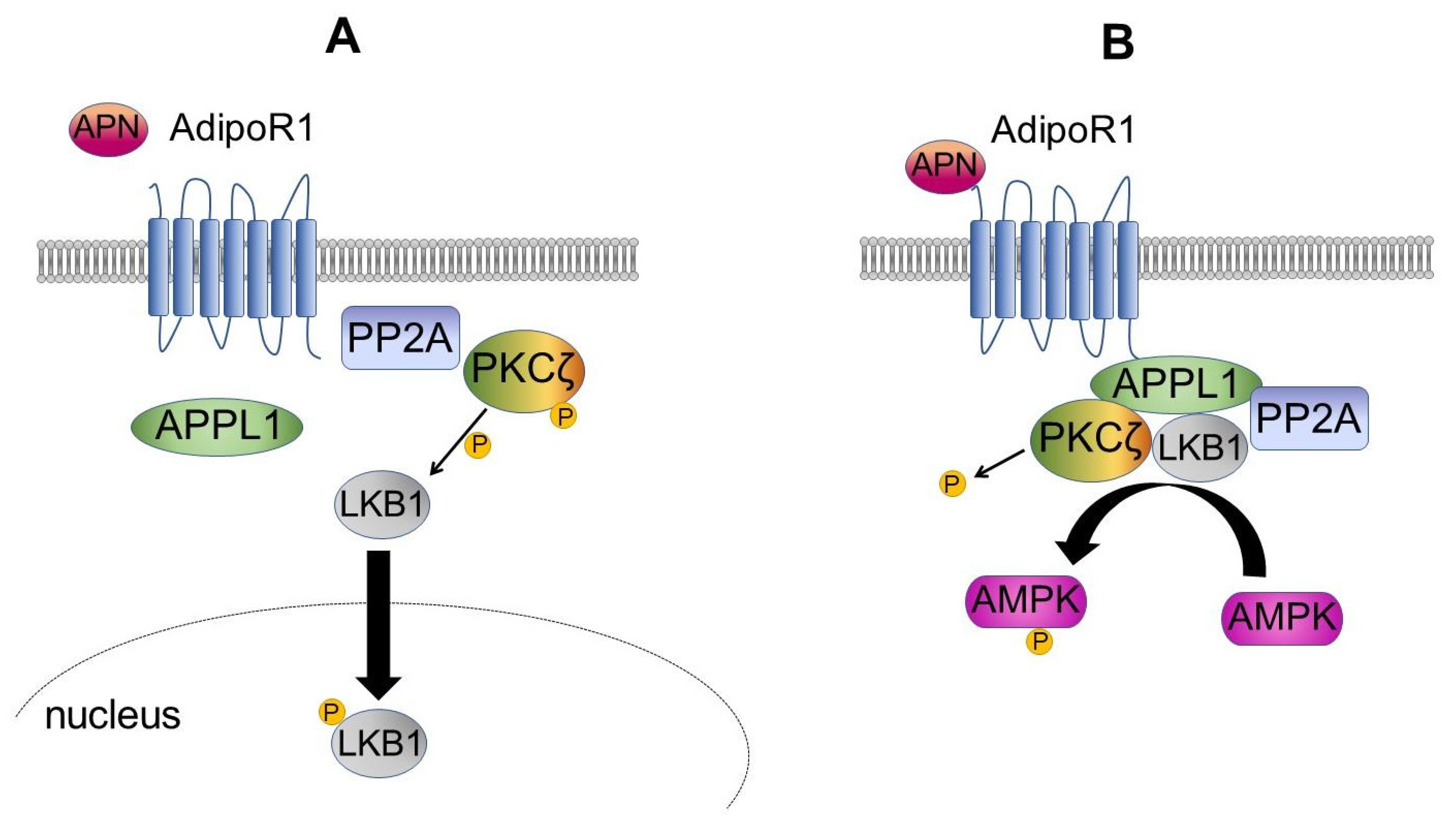 Cells 10 01485 g001 Cells 10 01485 g001