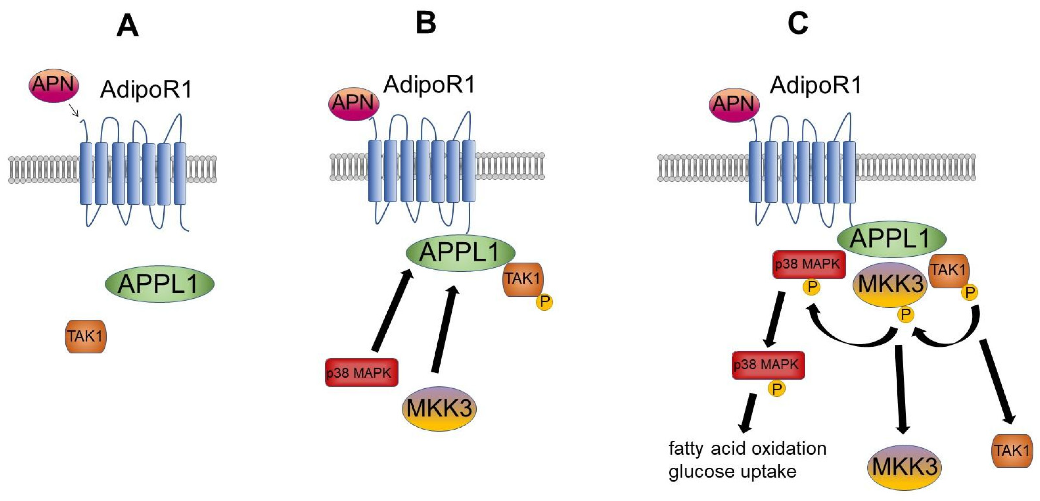 Cells 10 01485 g002 Cells 10 01485 g002