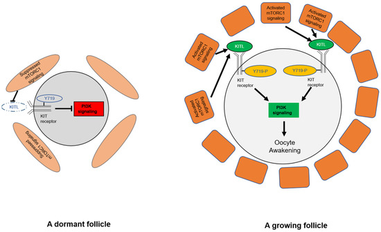 Current Understandings of Core Pathways for the Activation of