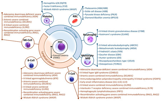 Therapy Development by Genome Editing of Hematopoietic Stem Cells