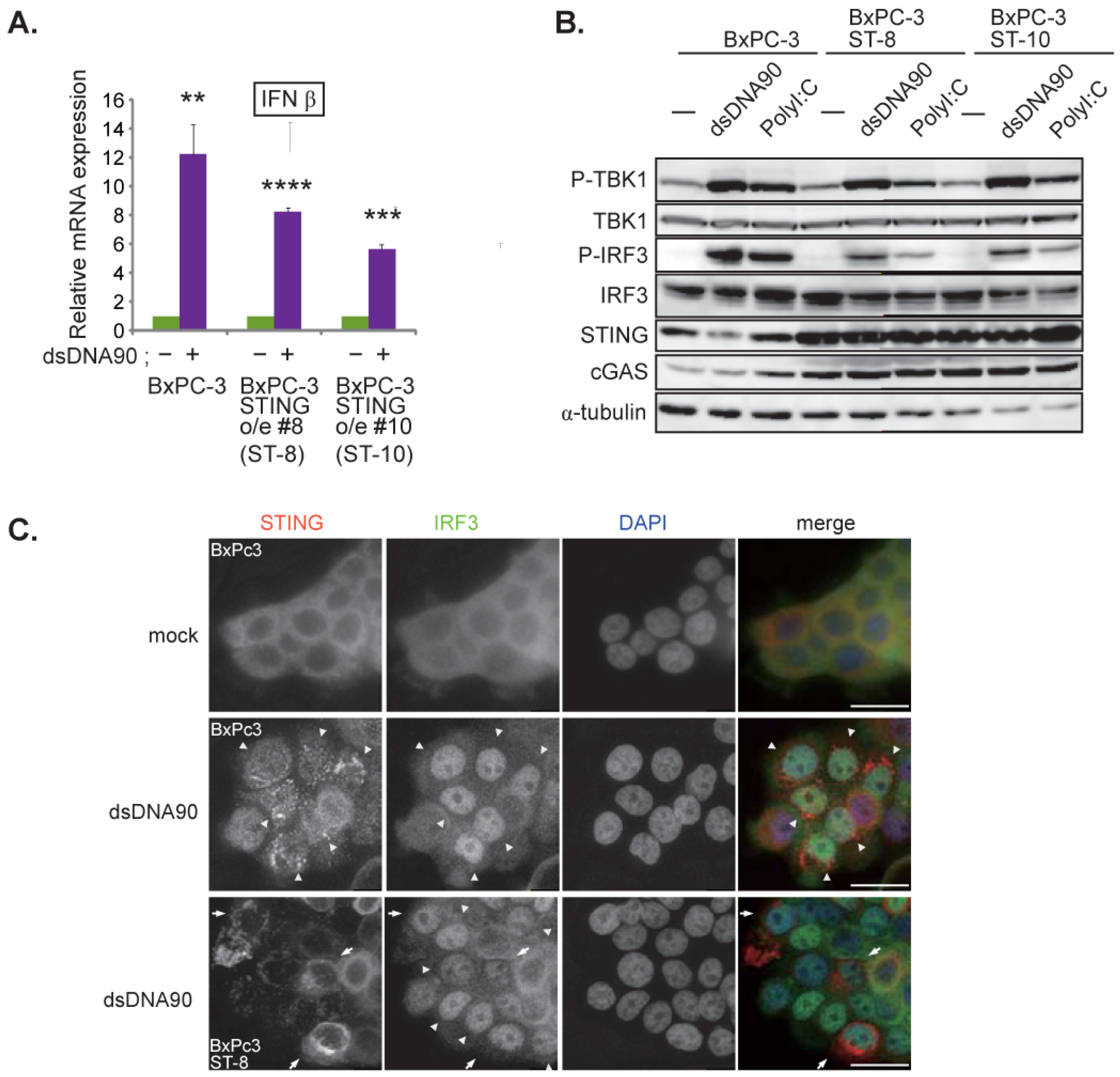 Cells 10 01502 g002 Cells 10 01502 g002