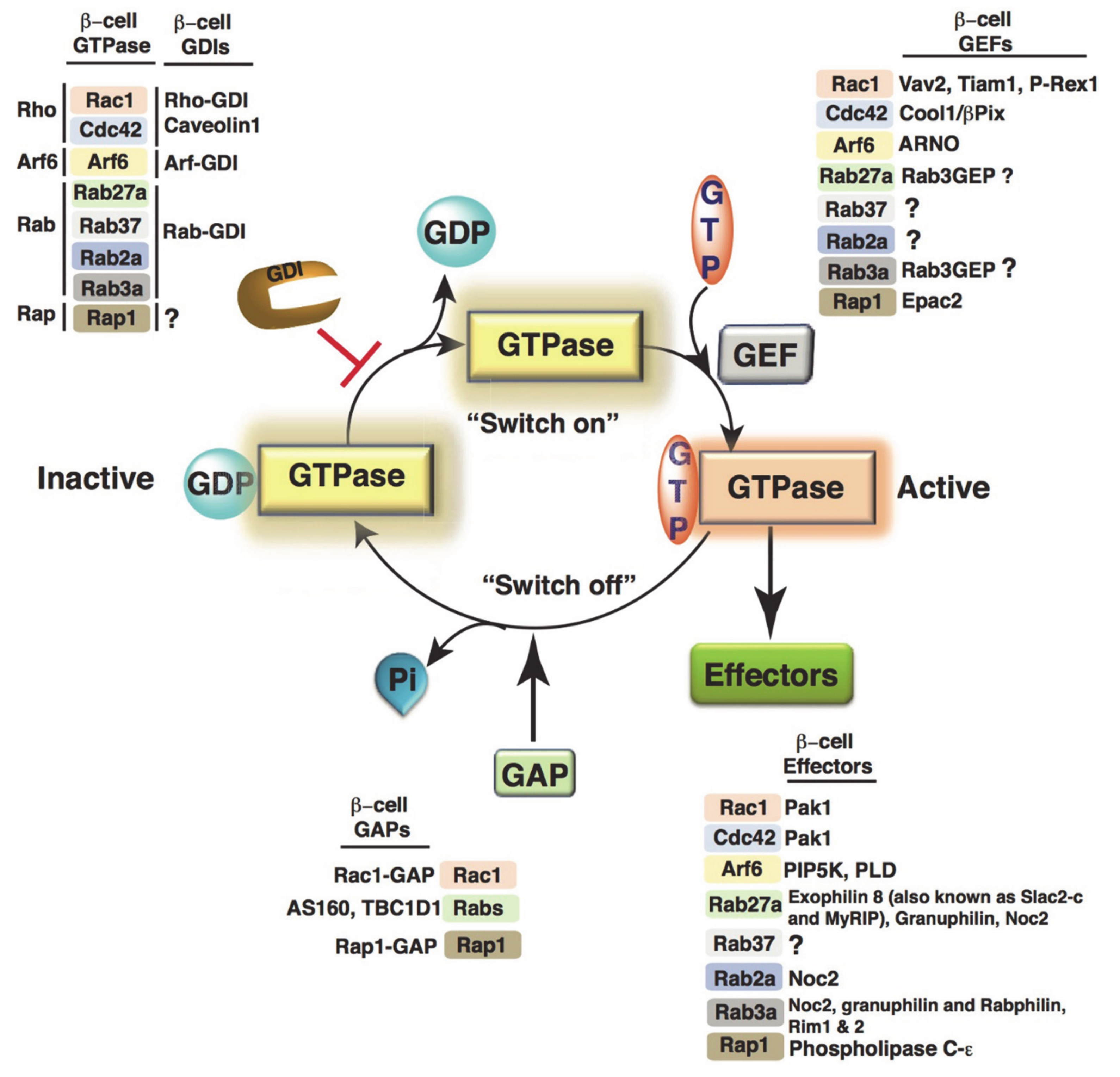 Cells 10 01503 g003 Cells 10 01503 g003