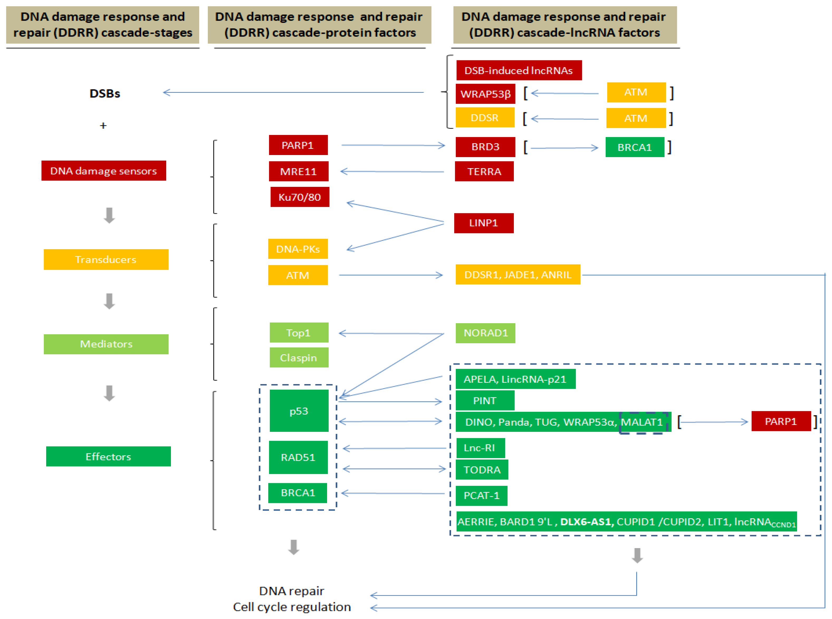 Cells 10 01506 g001 Cells 10 01506 g001