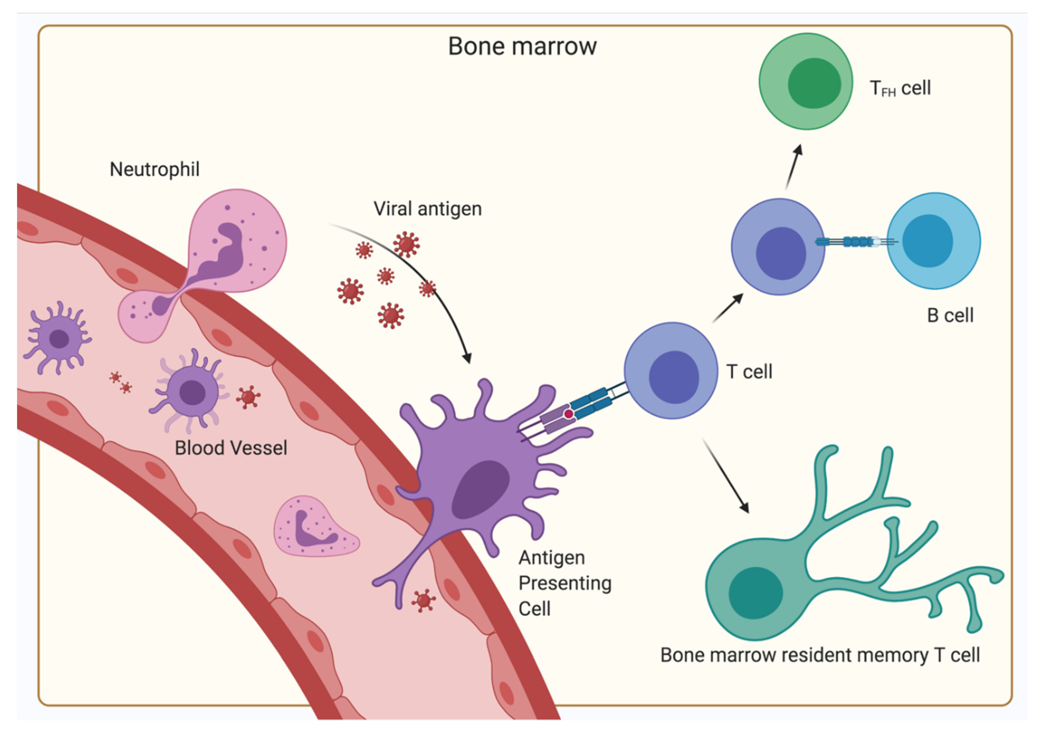 Cells Free Full Text The Bone Marrow As Sanctuary For Plasma Cells cells-free-full-text-the-bone-marrow-as-sanctuary-for-plasma-cells