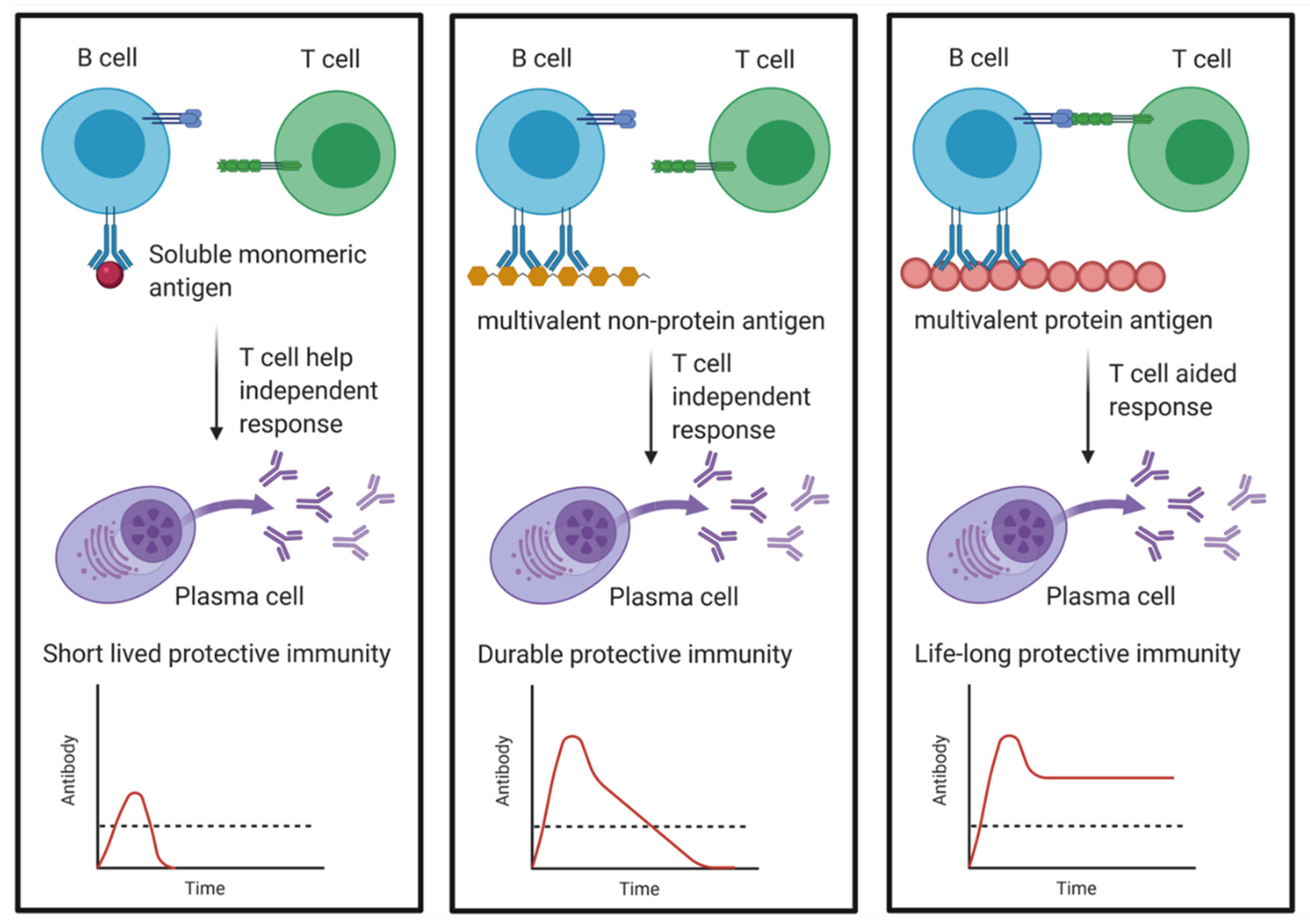 Steam cell plasma фото 11