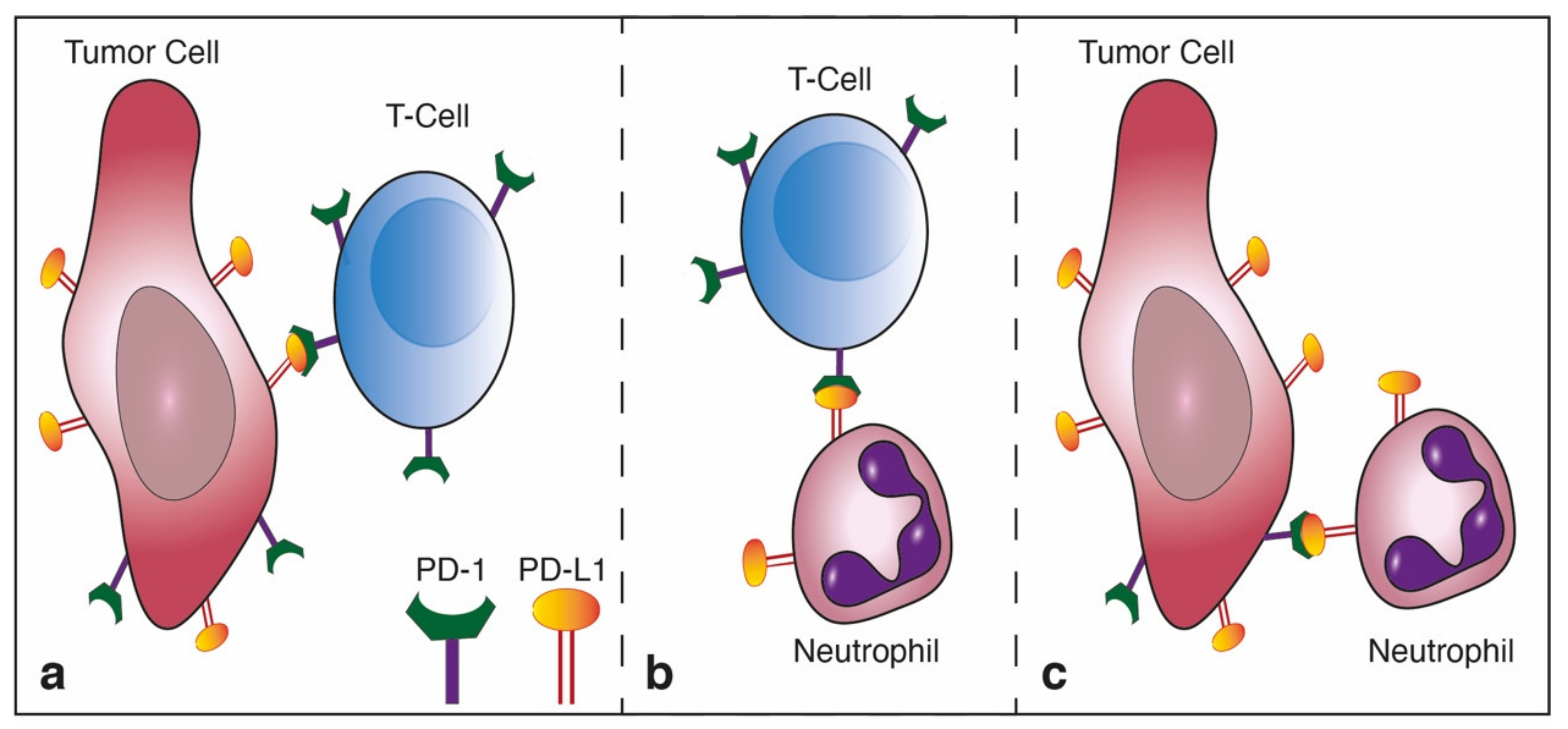Cells 10 01510 g006 Cells 10 01510 g006