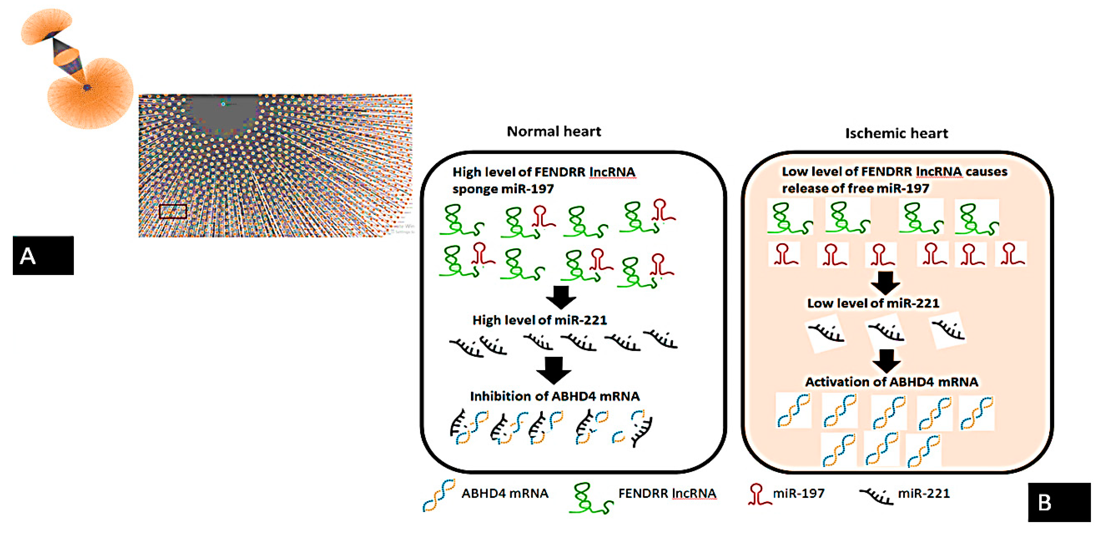 Cells 10 01512 g005 Cells 10 01512 g005