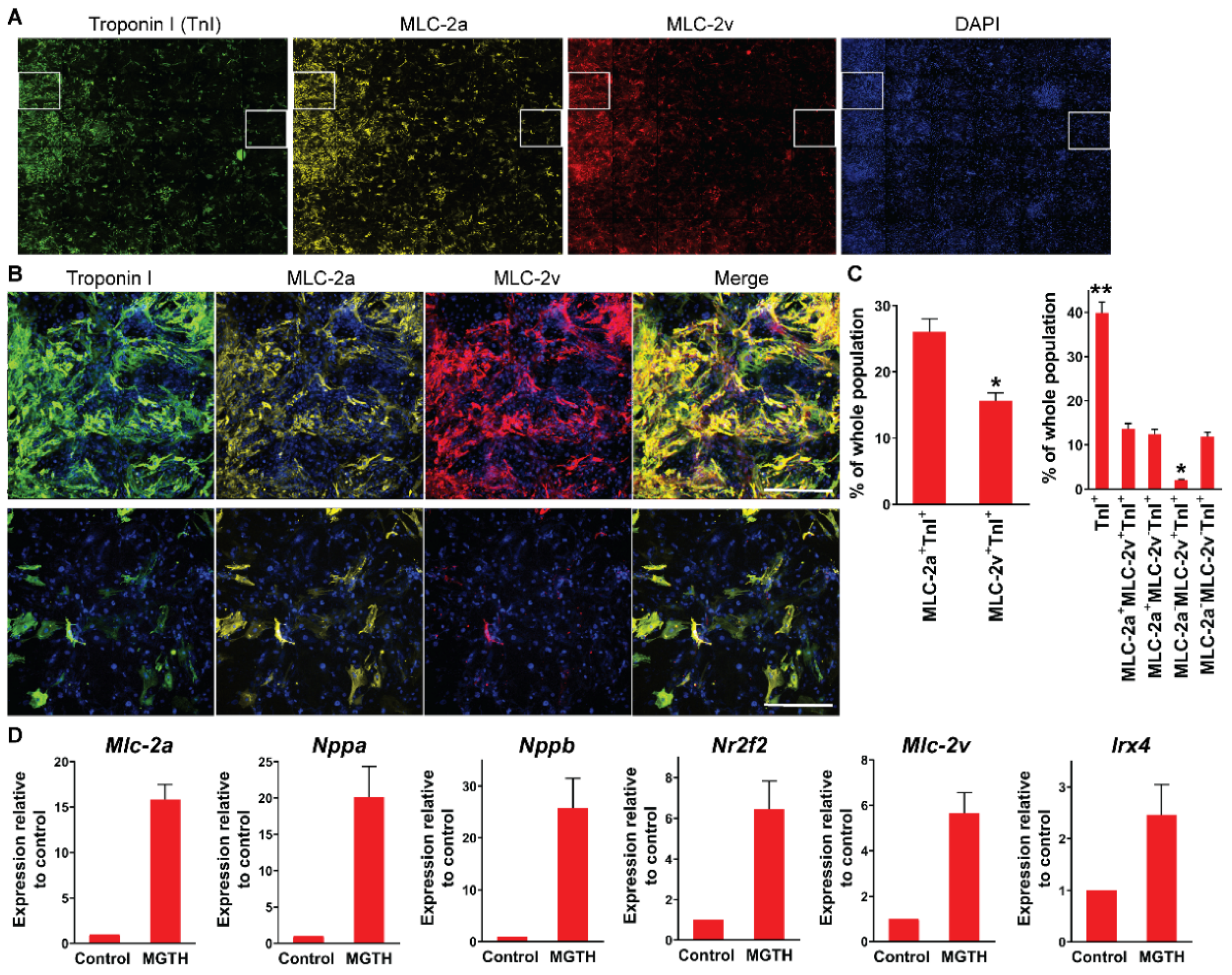 Cells Free Full Text Chamber Specific Protein Expression During Direct Cardiac Reprogramming Html Cells Free Full Text Chamber Specific Protein Expression During Direct Cardiac Reprogramming Html