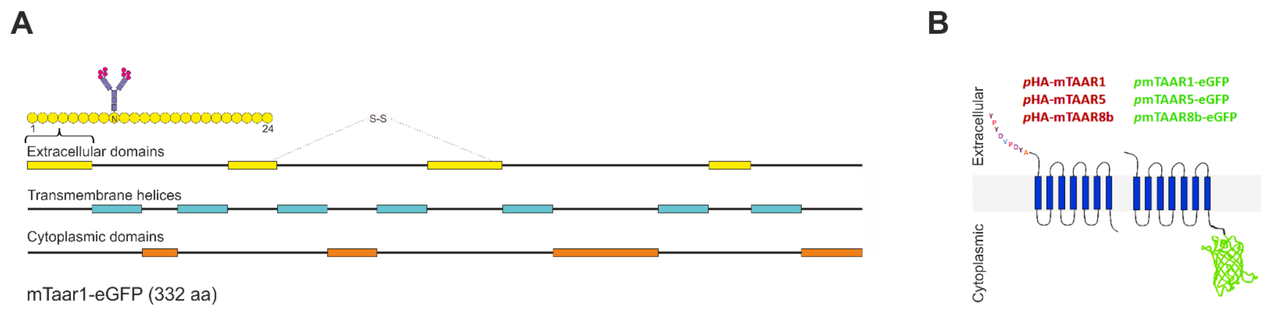 Cells 10 01518 g001