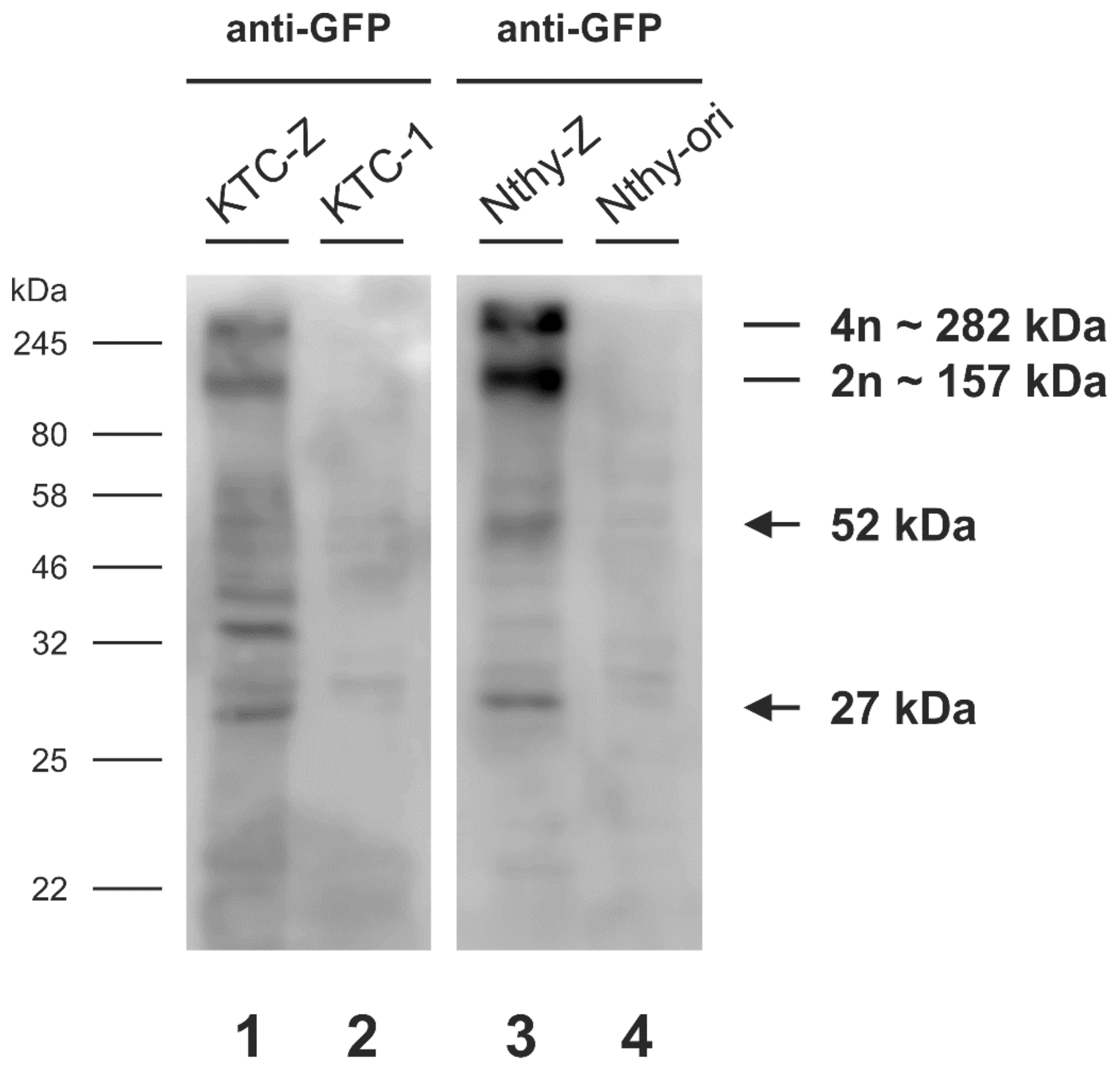 Cells 10 01518 g002