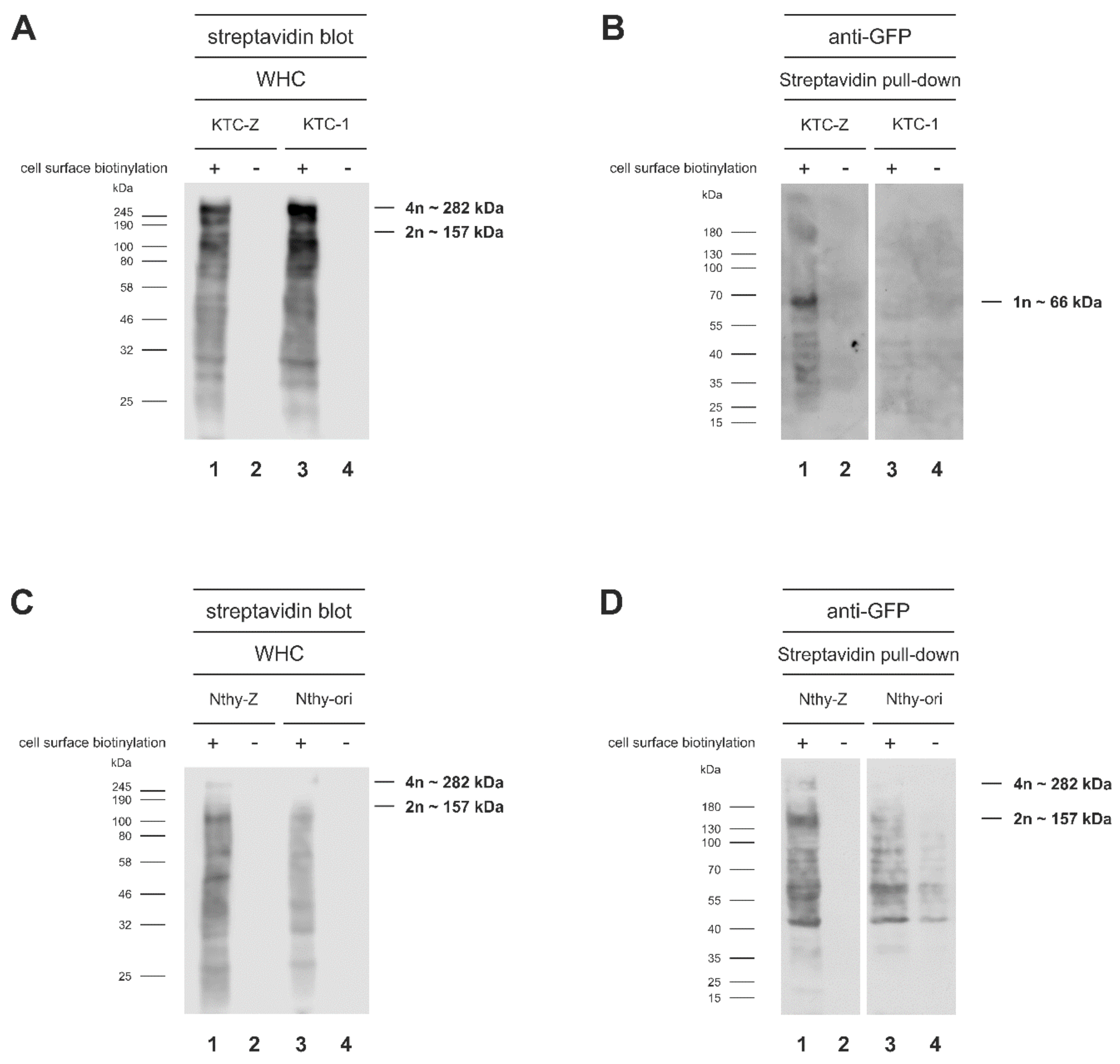 Cells 10 01518 g003
