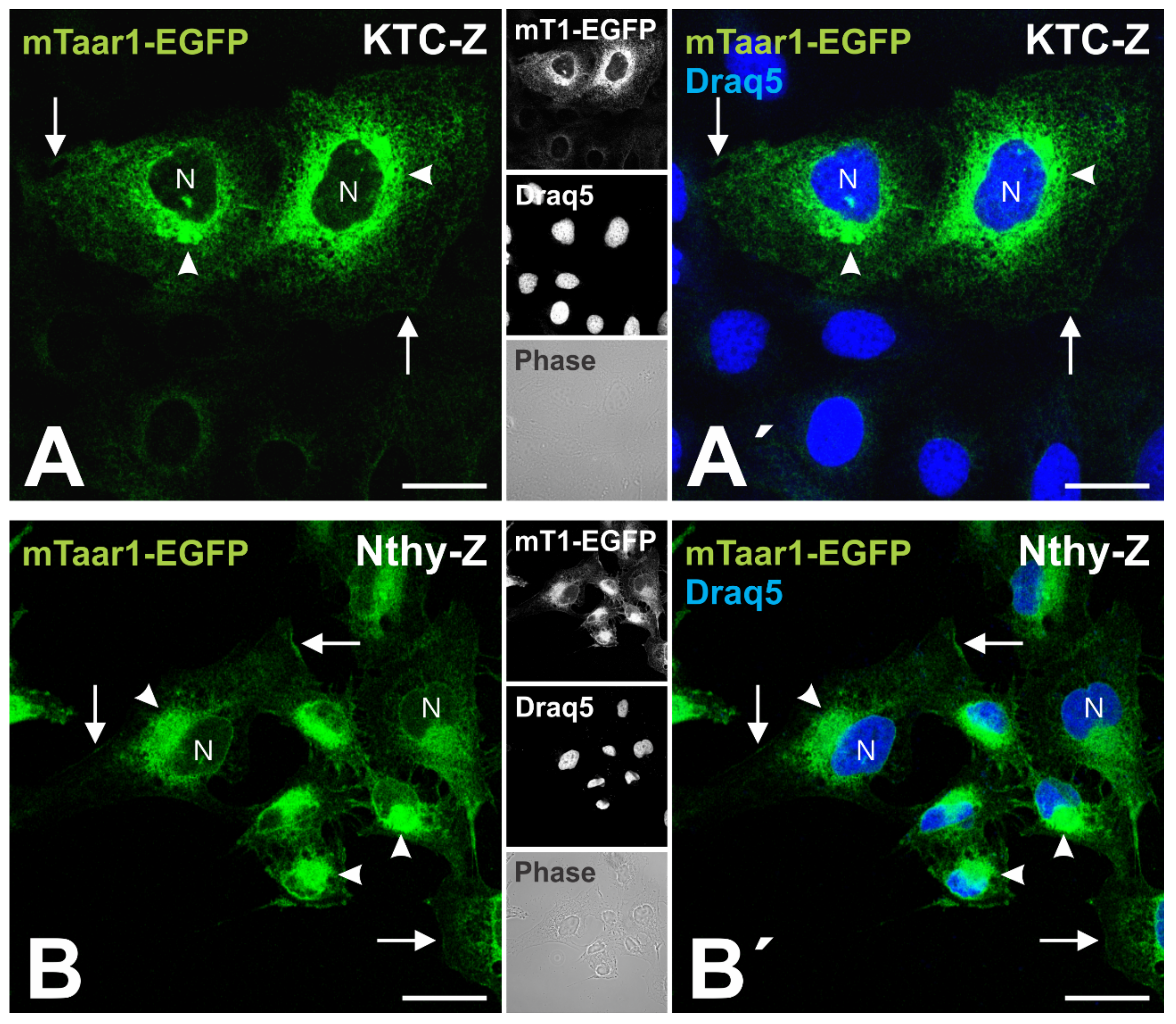 Cells 10 01518 g004