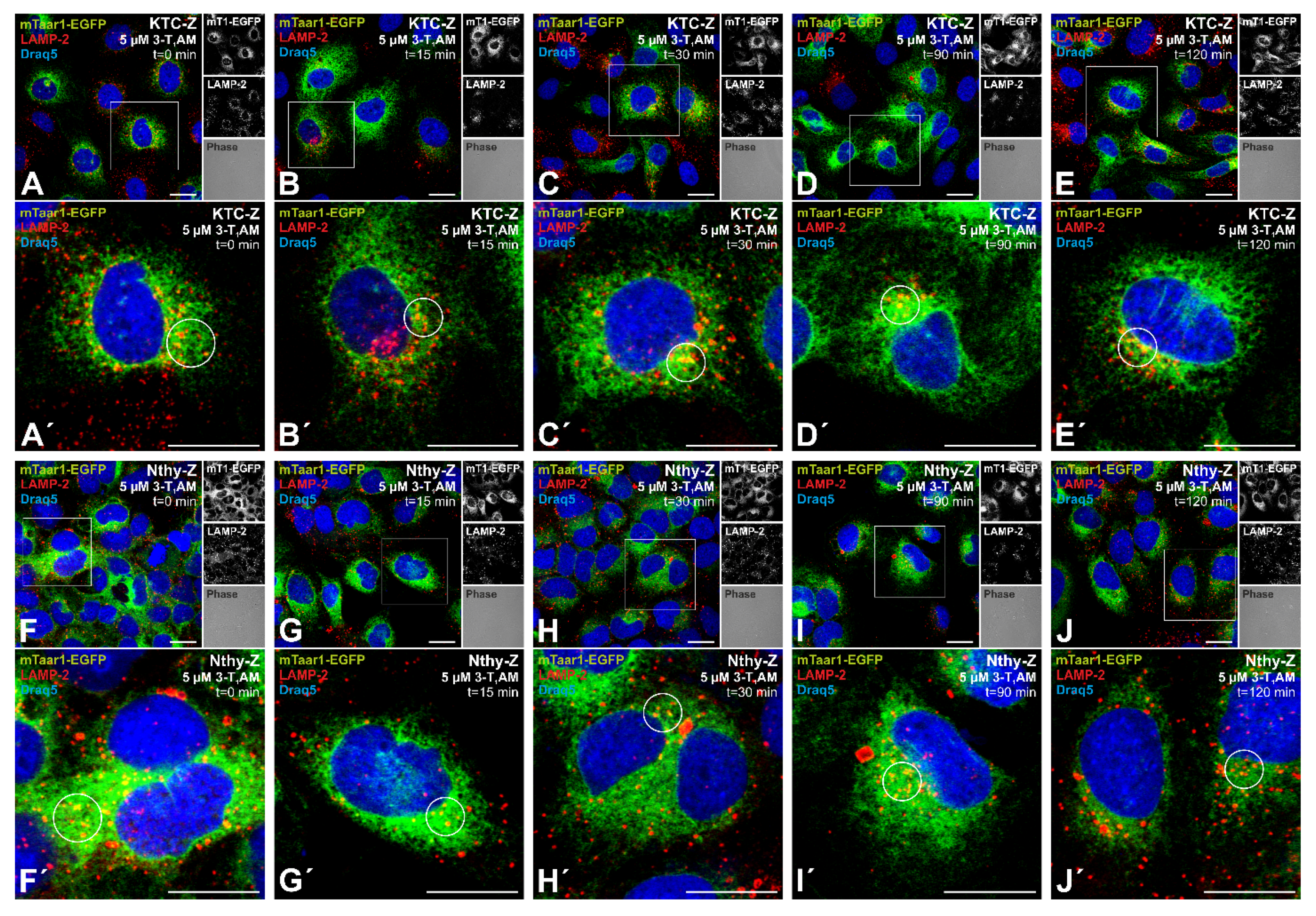Cells 10 01518 g006