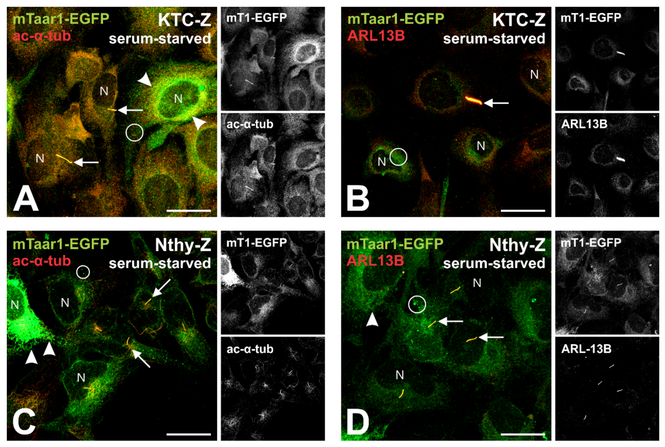 Cells 10 01518 g007