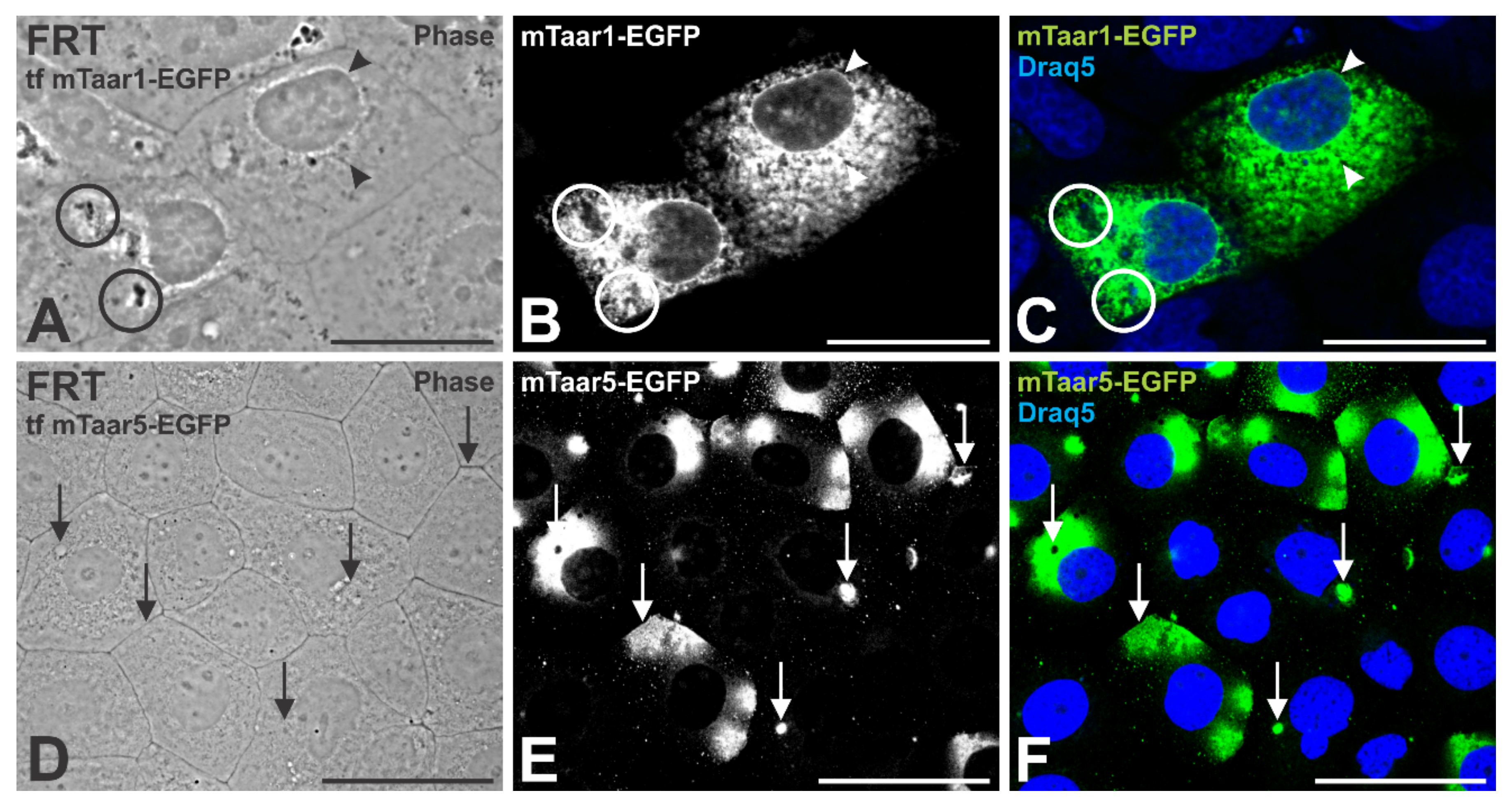 Cells 10 01518 g008