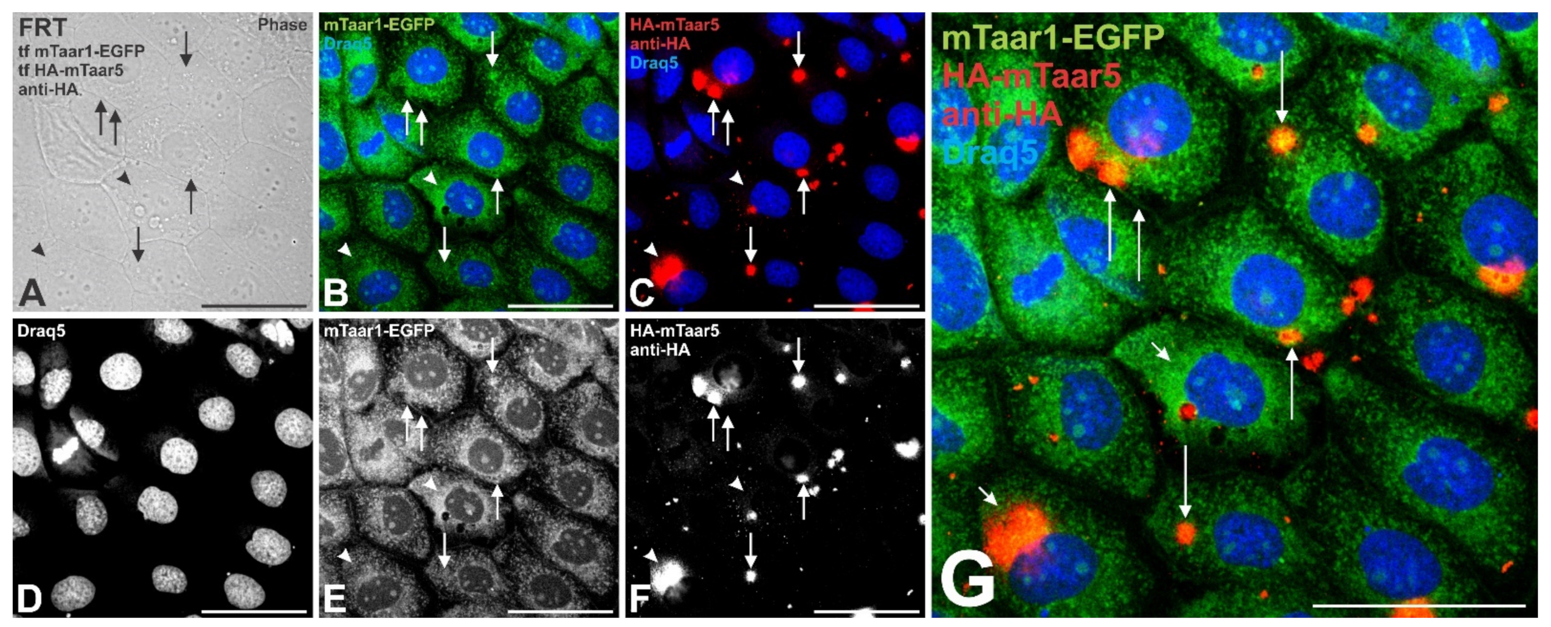 Cells 10 01518 g009