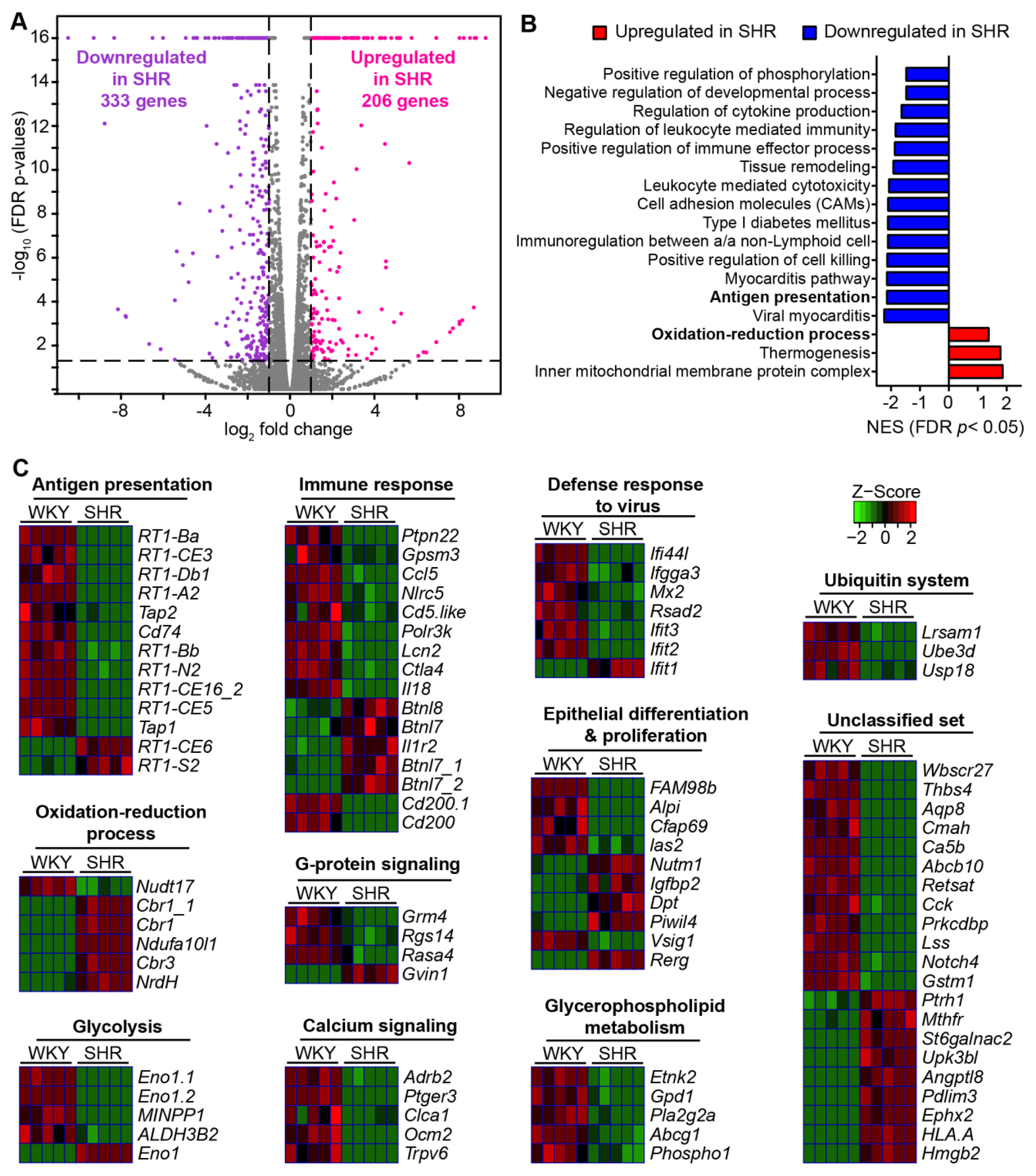 Cells 10 01523 g001 Cells 10 01523 g001