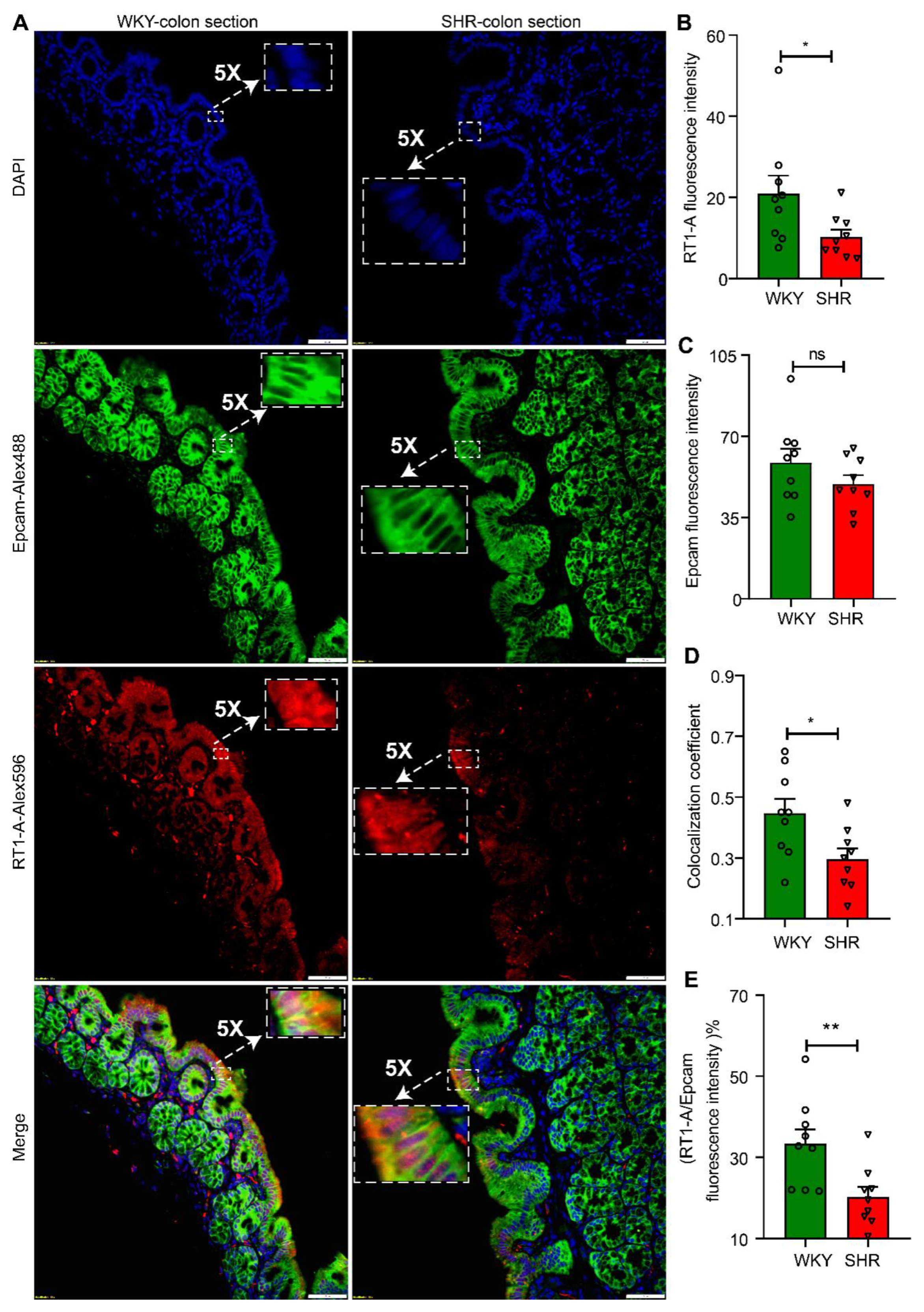 Cells 10 01523 g003 Cells 10 01523 g003